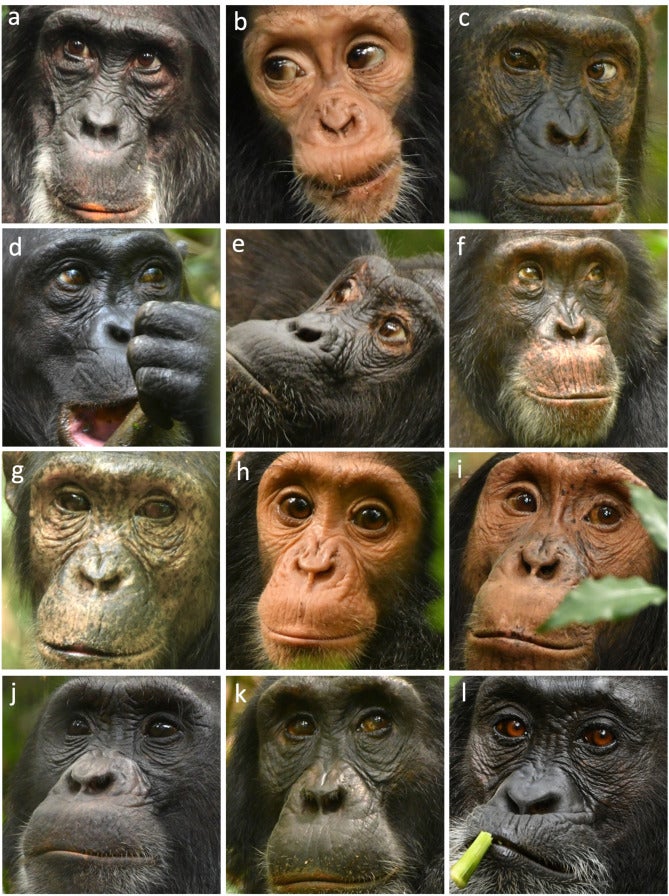 Ngogo Chimpanzees by Kevin Lee