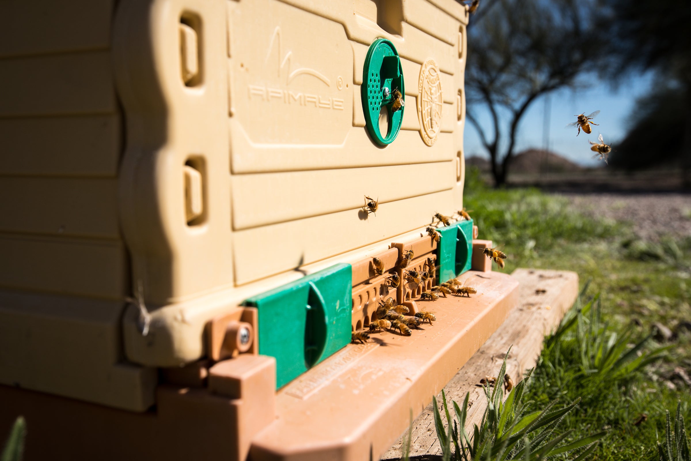 Bees fly into and out of a manmade hive