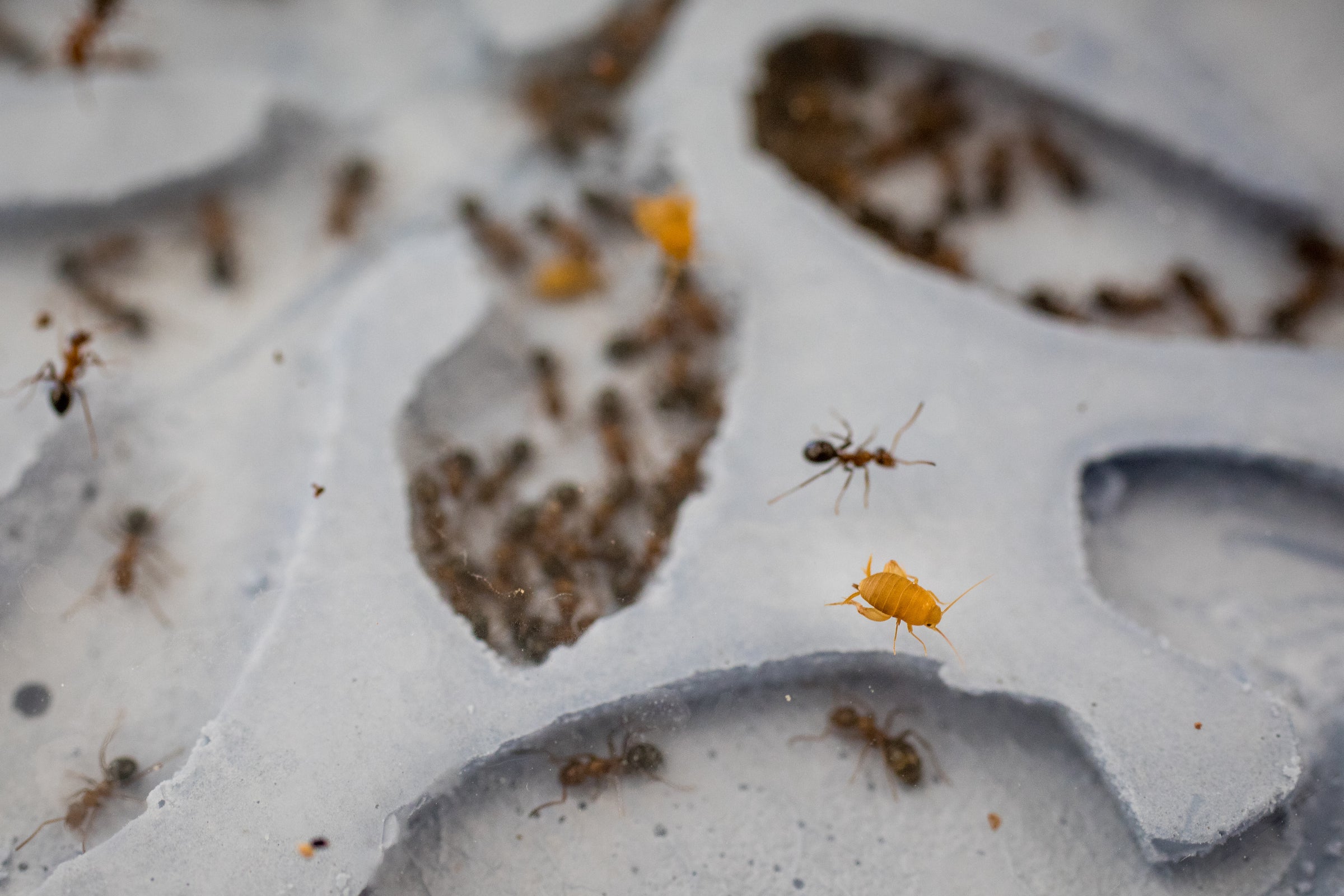 Ant crickets in an ant colony