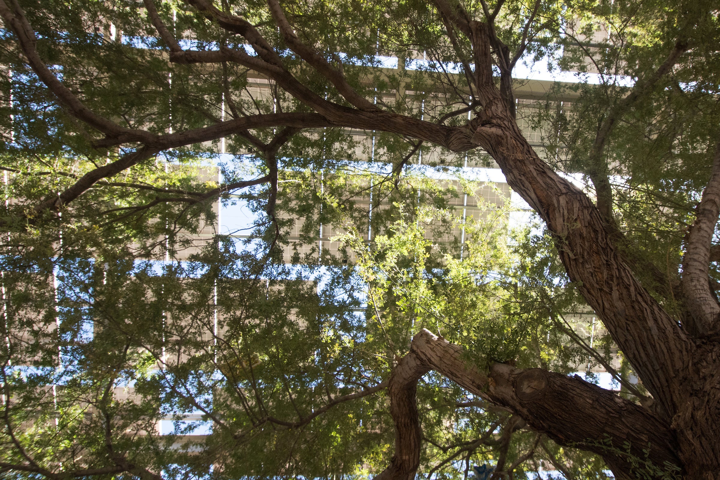 Tree and solar shade structure