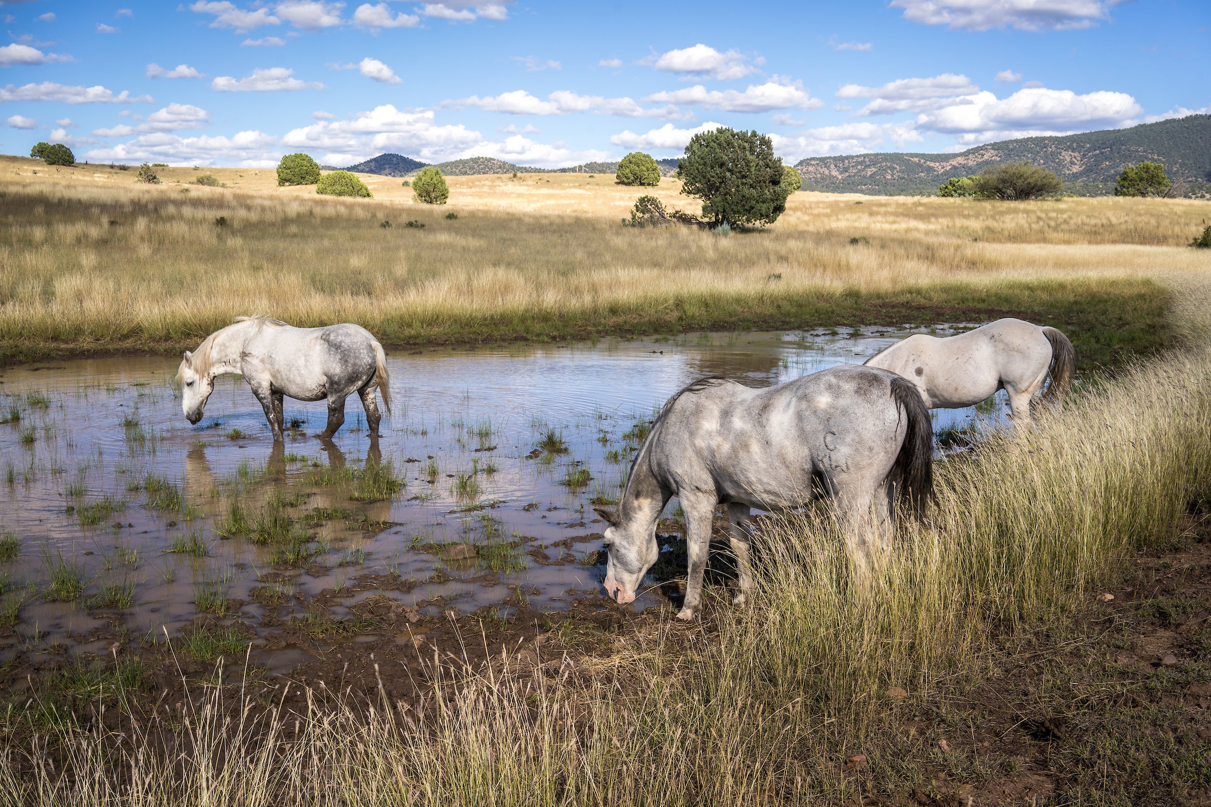 horses Young Arizona