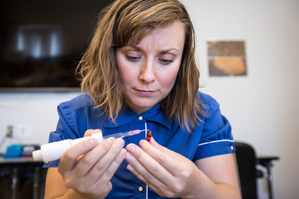 Chelsea Cook studies honey bees at ASU Poly campus