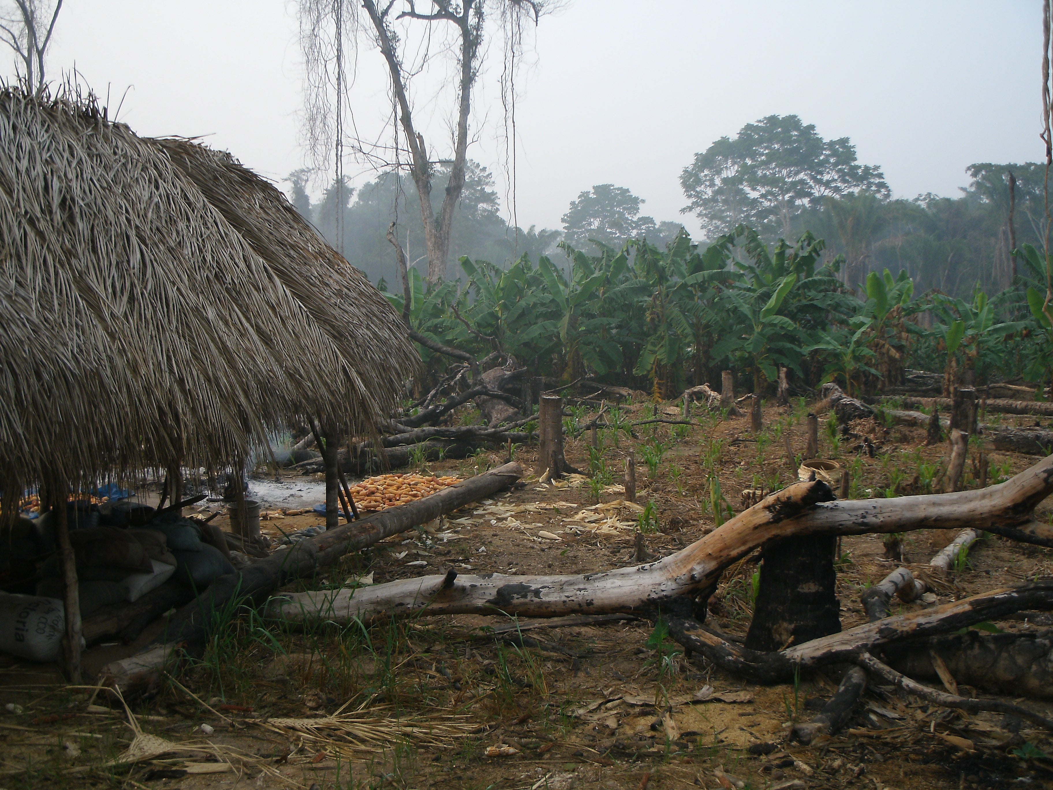 photo of Tsimane house and horticultural plot