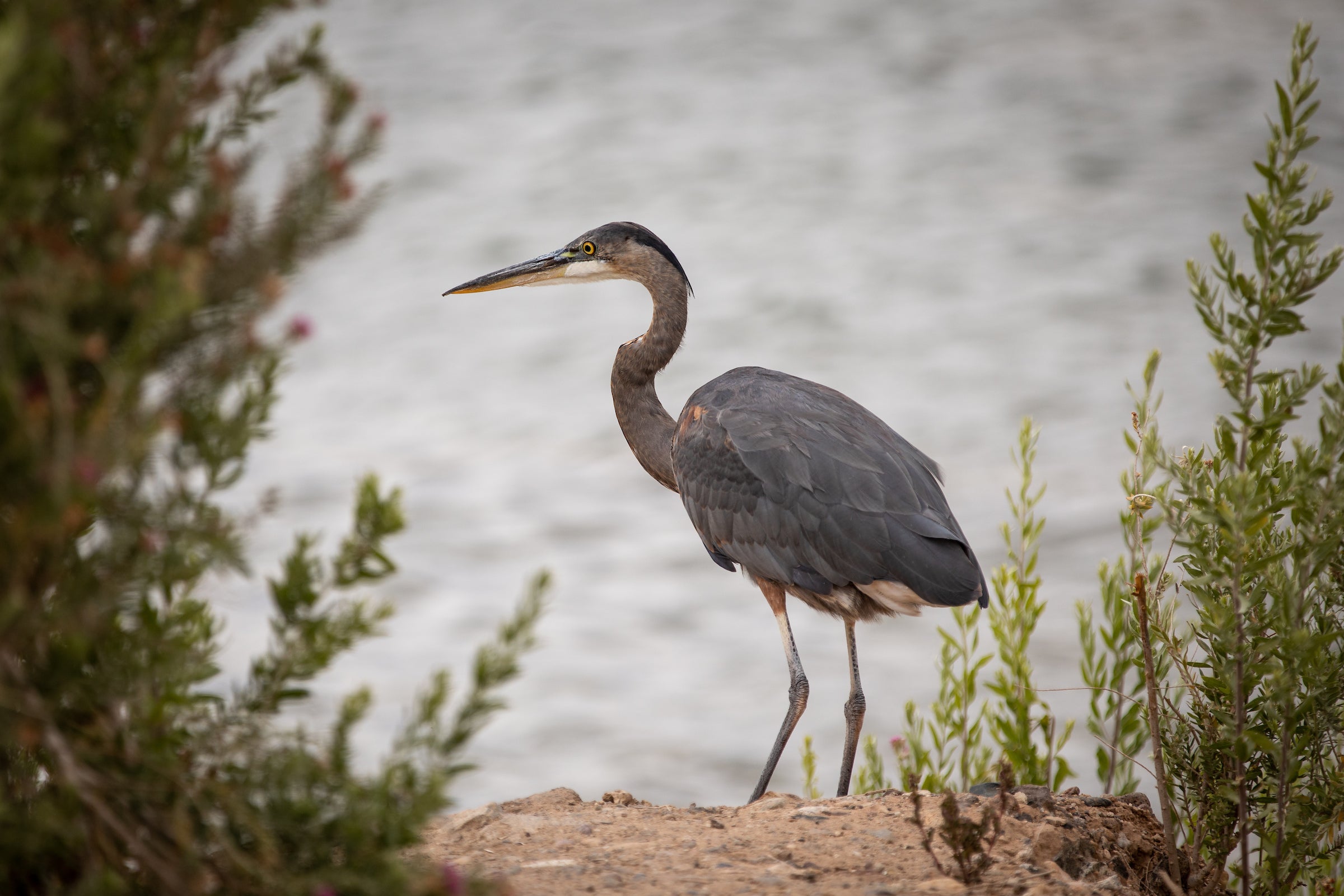 Bird at a lake