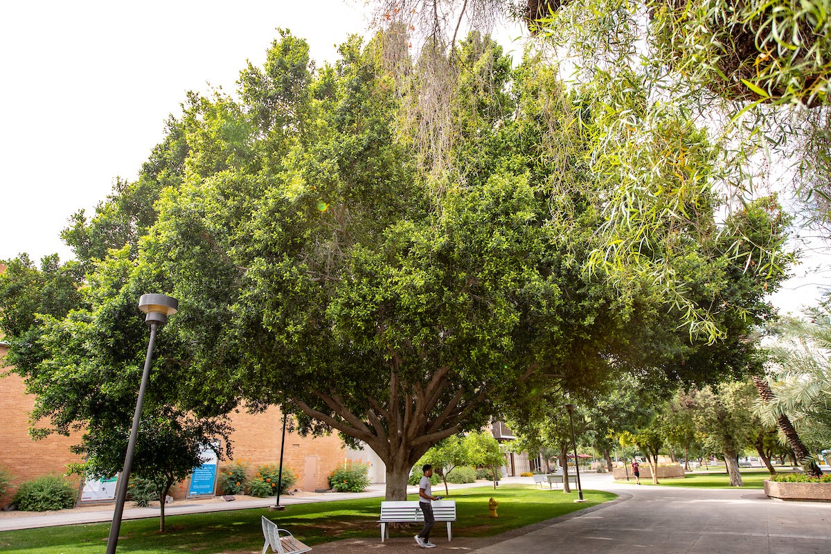 Cool ASU spot: under the giant ficus west of the Memorial Union