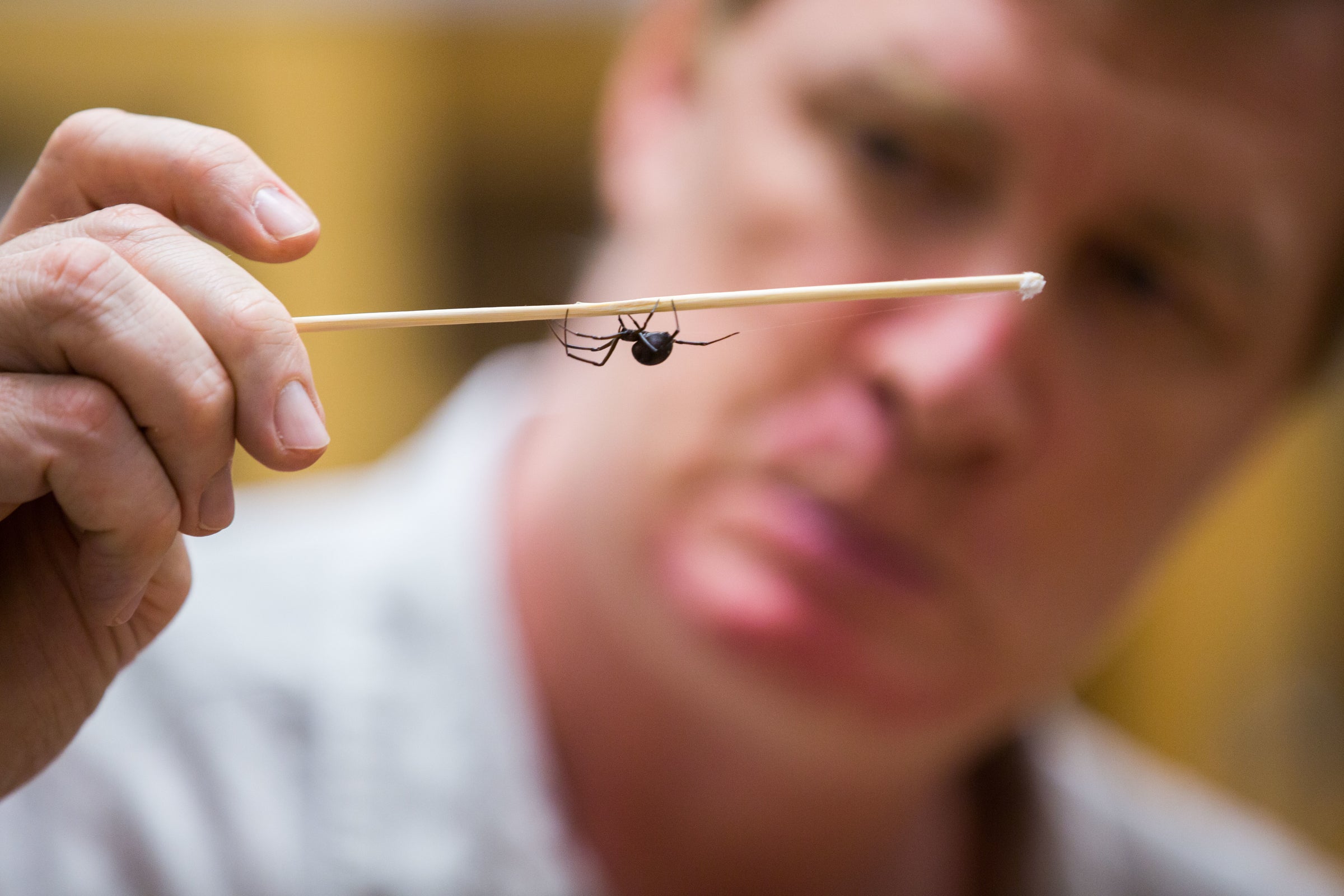 black widow spider hanging from stick