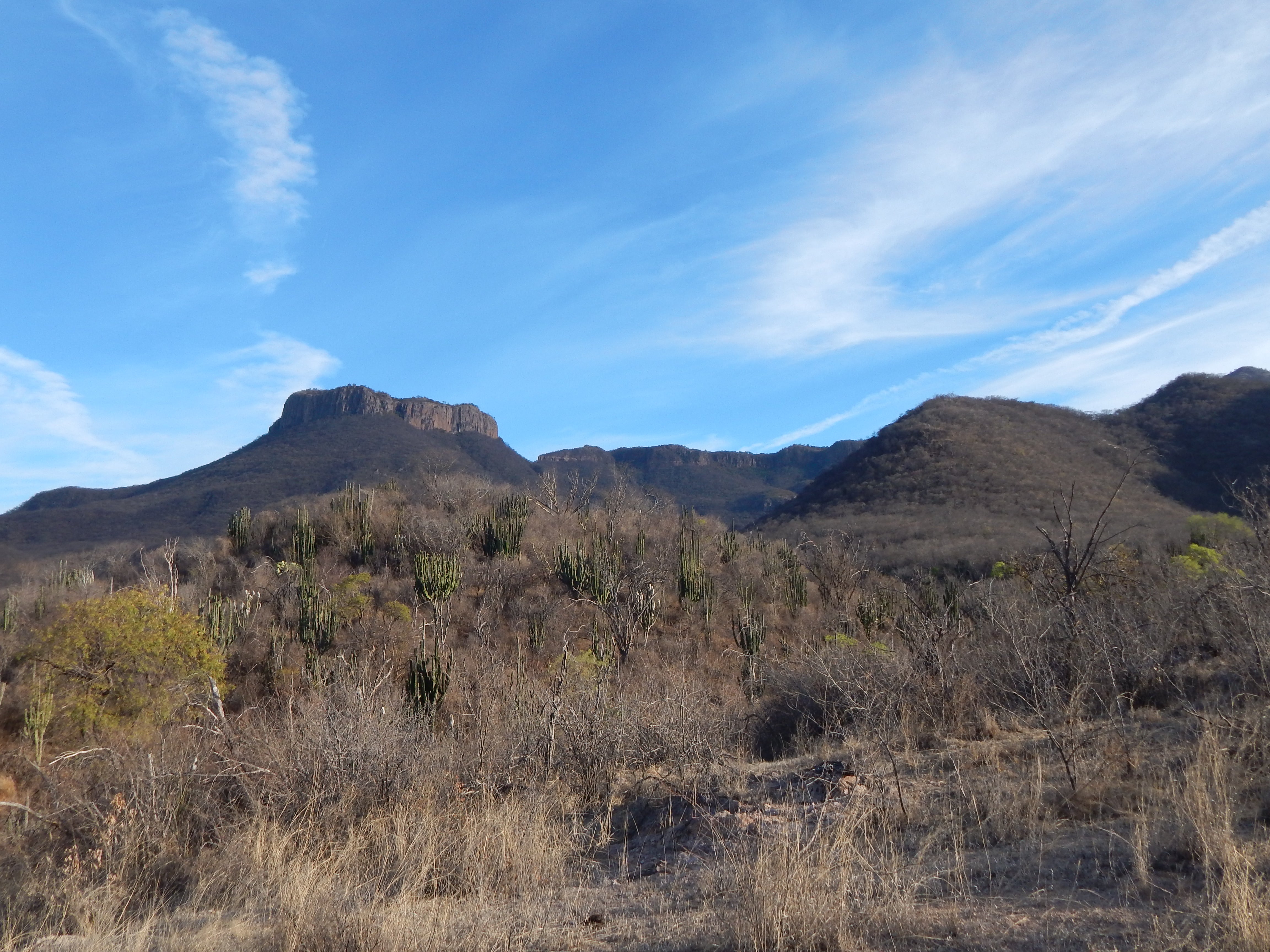 Dry tropical forest near Alamos, Sonora Mexico