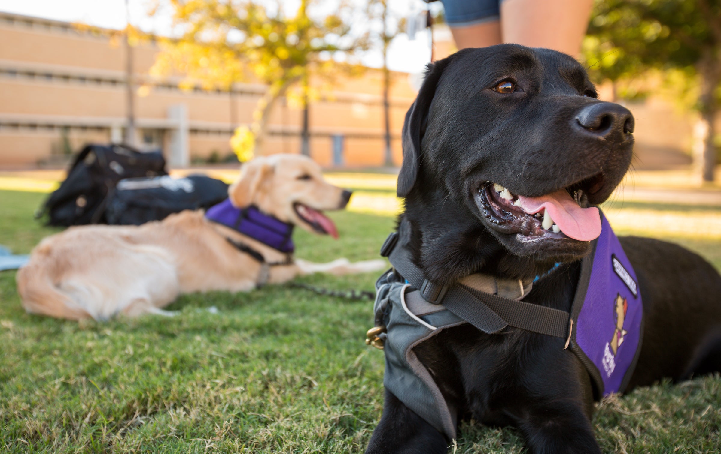 Two dogs lying on lawn