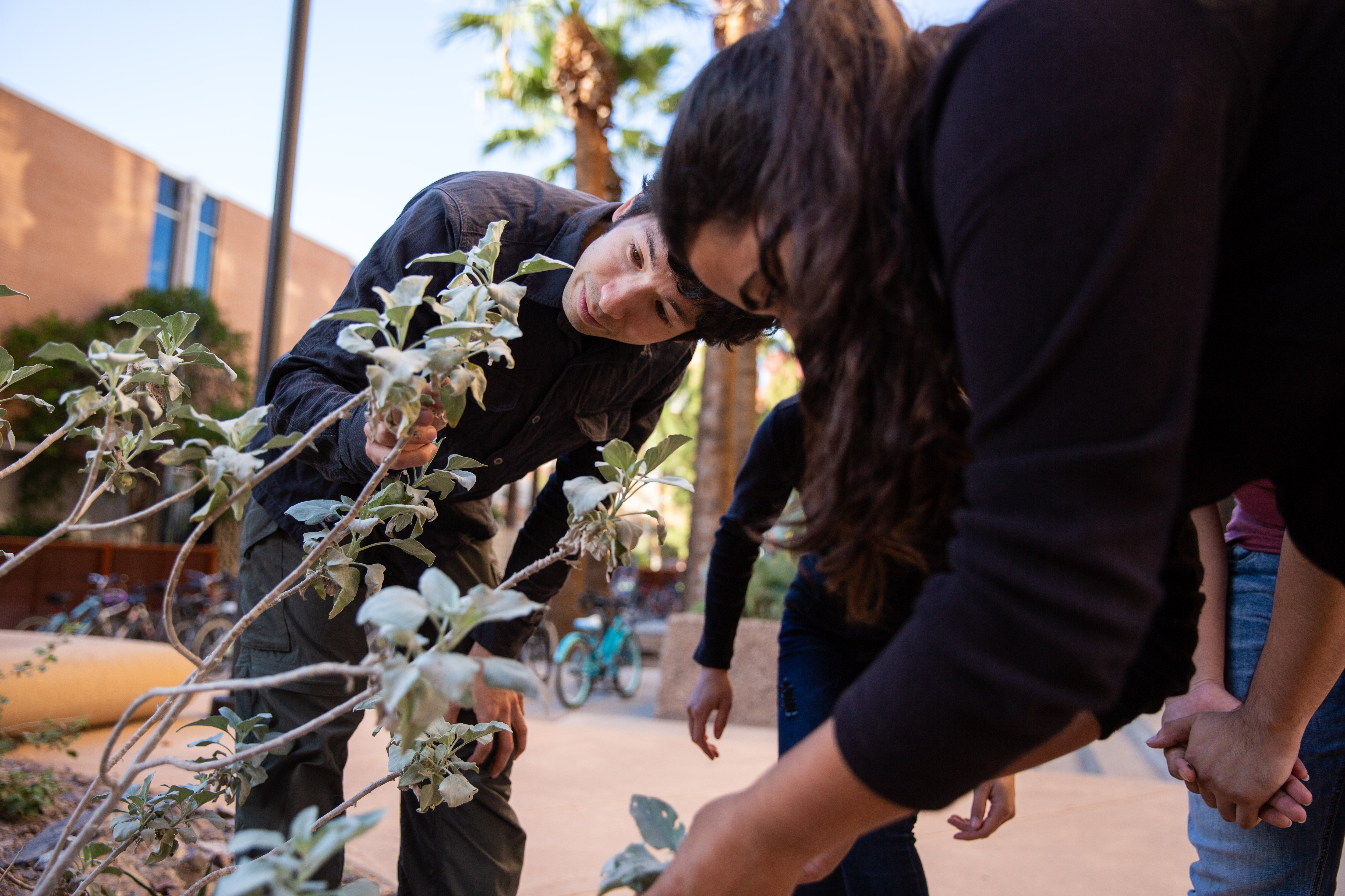 examining leaves