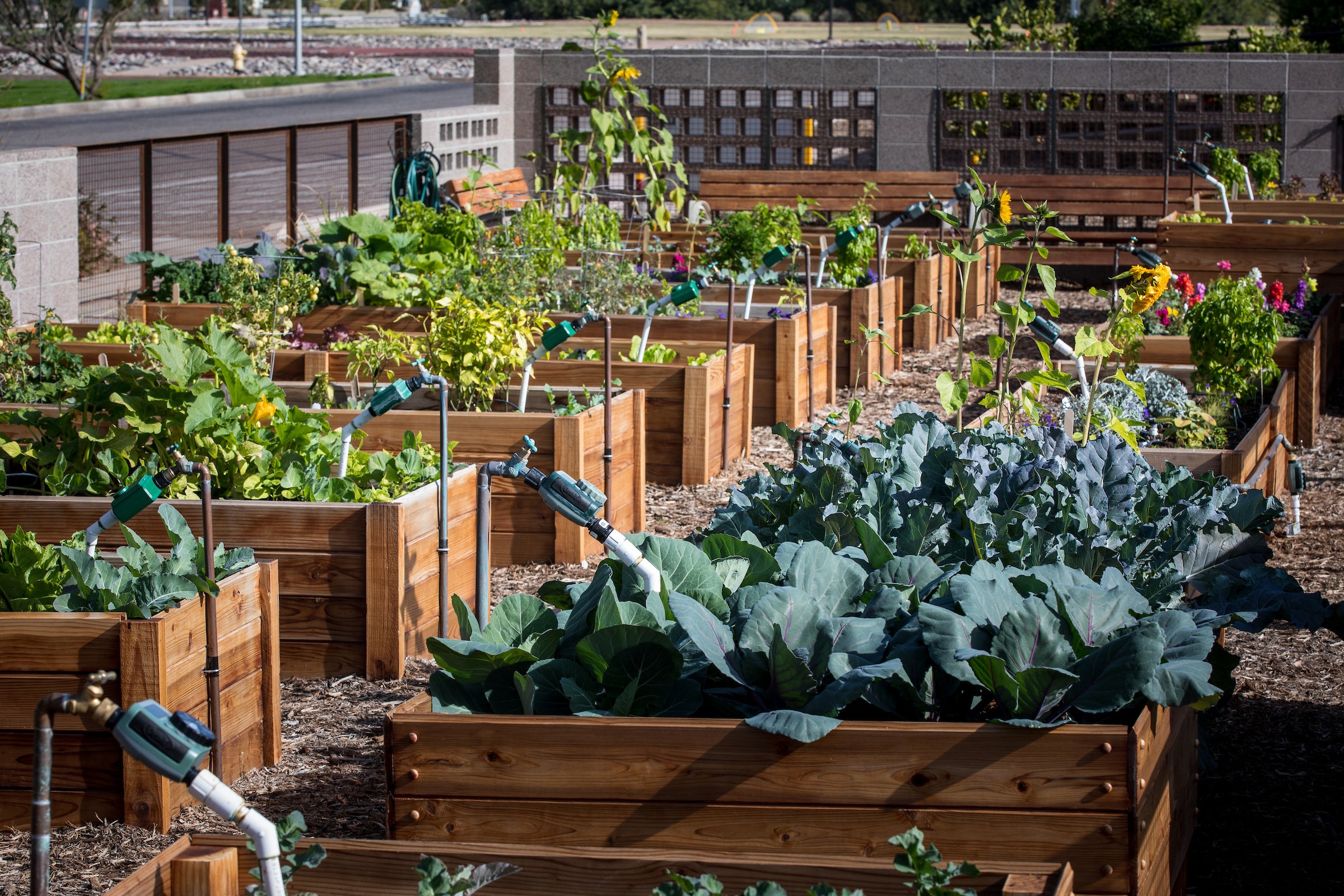 community garden