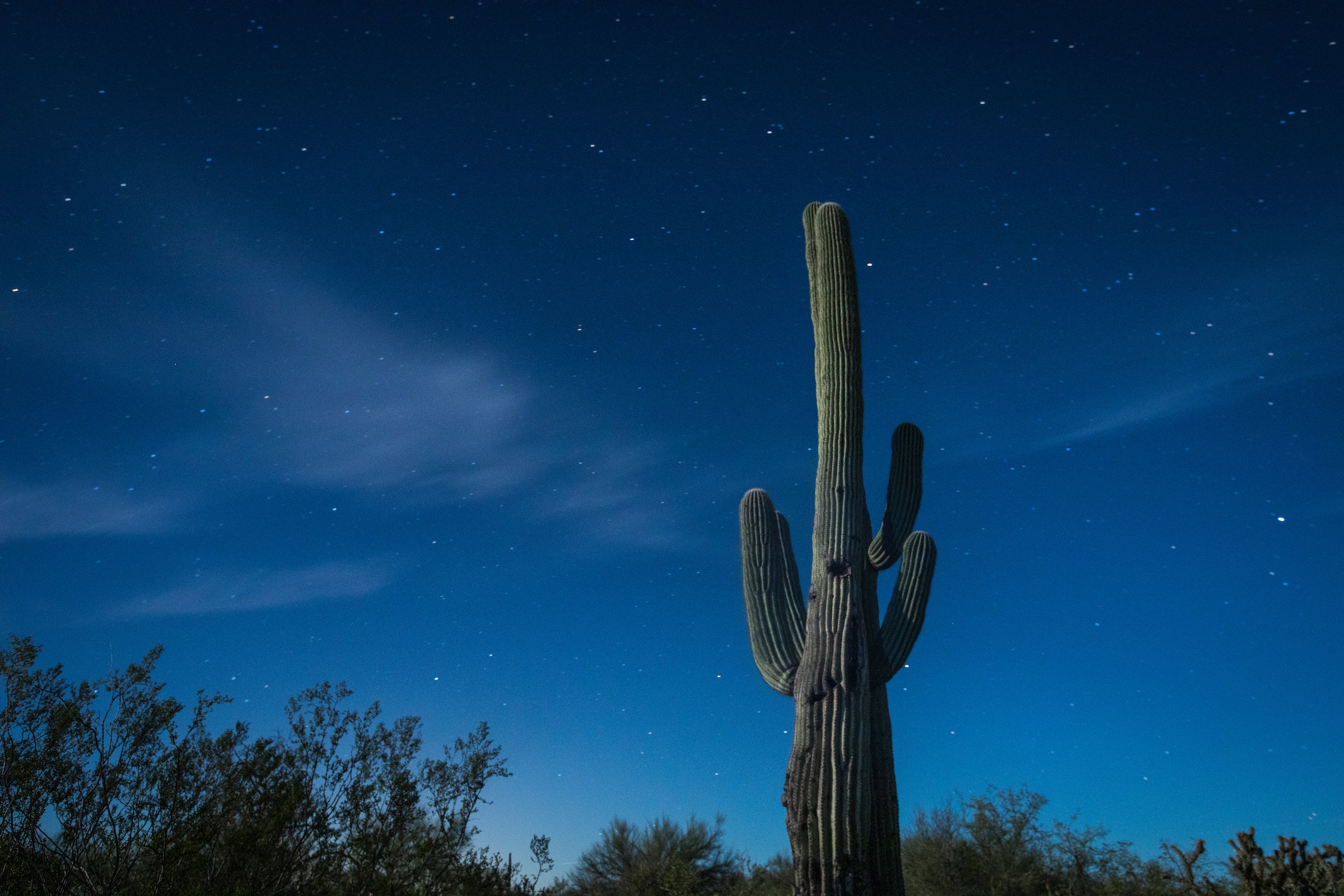 wilderness stars