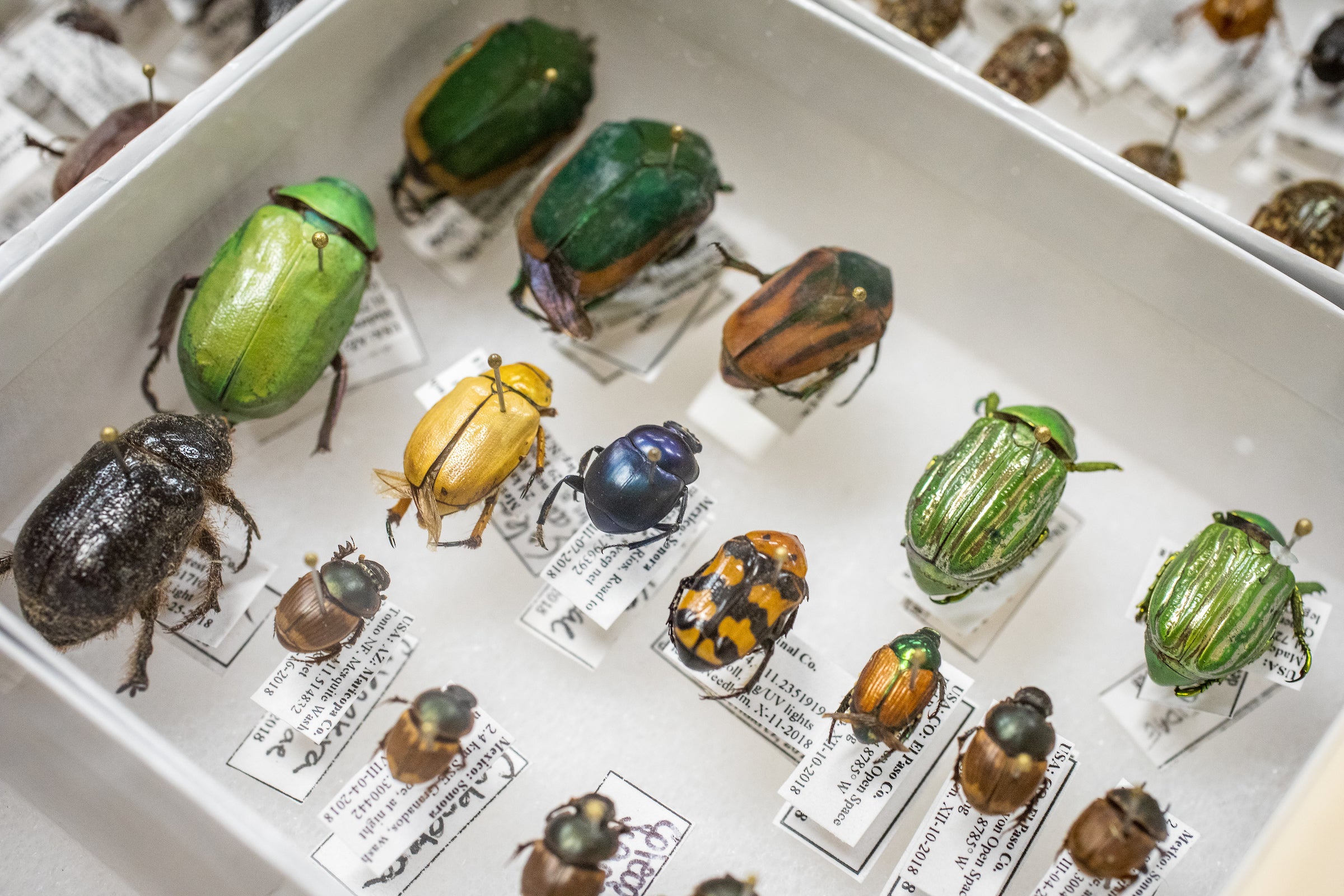 Beetle collection