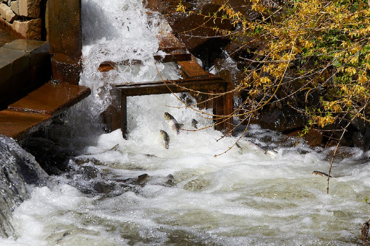 River herring accelerate up fish ladder. Town Brook, Plymouth, Massachusetts