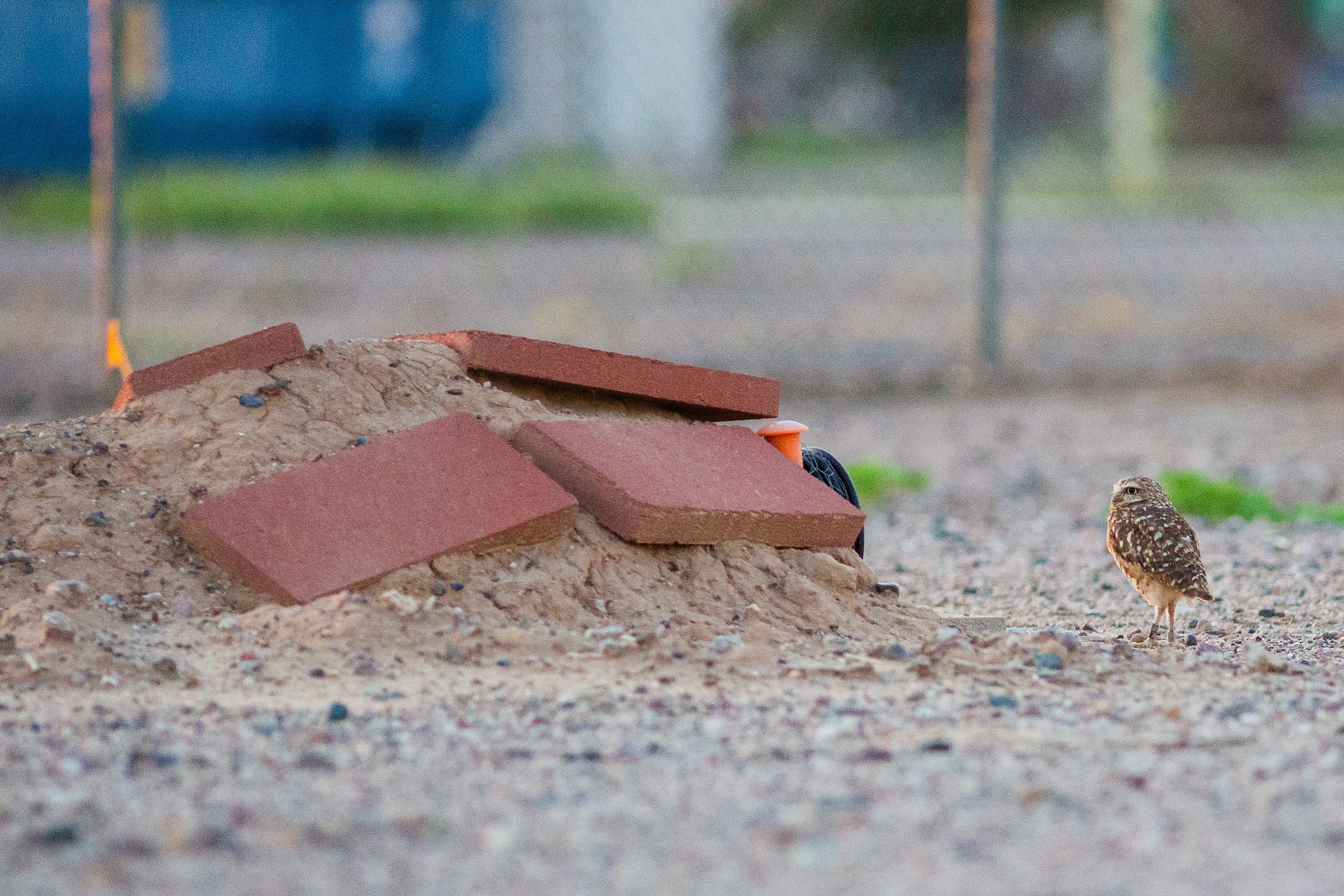 owl next to burrowing habitat