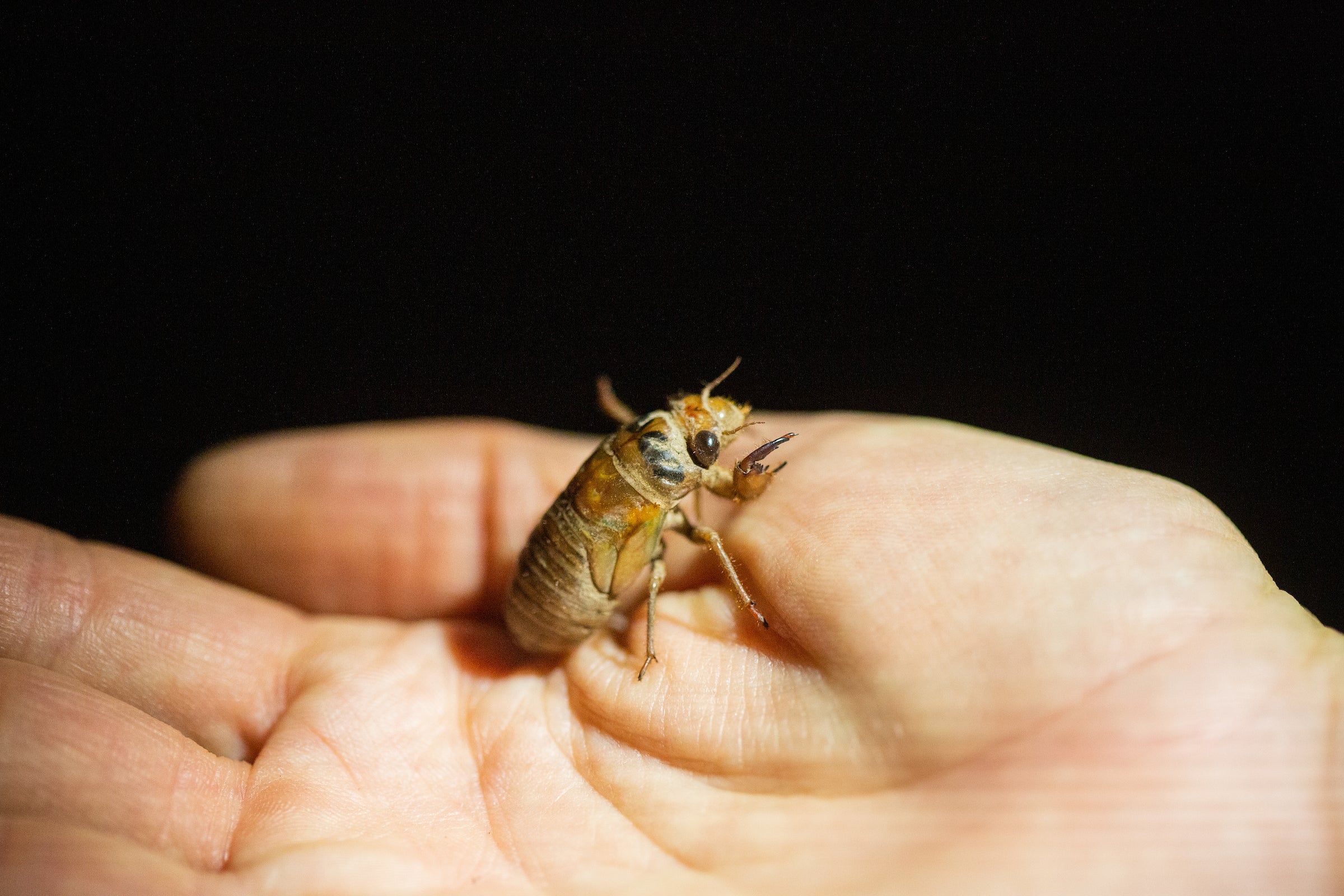 cicada