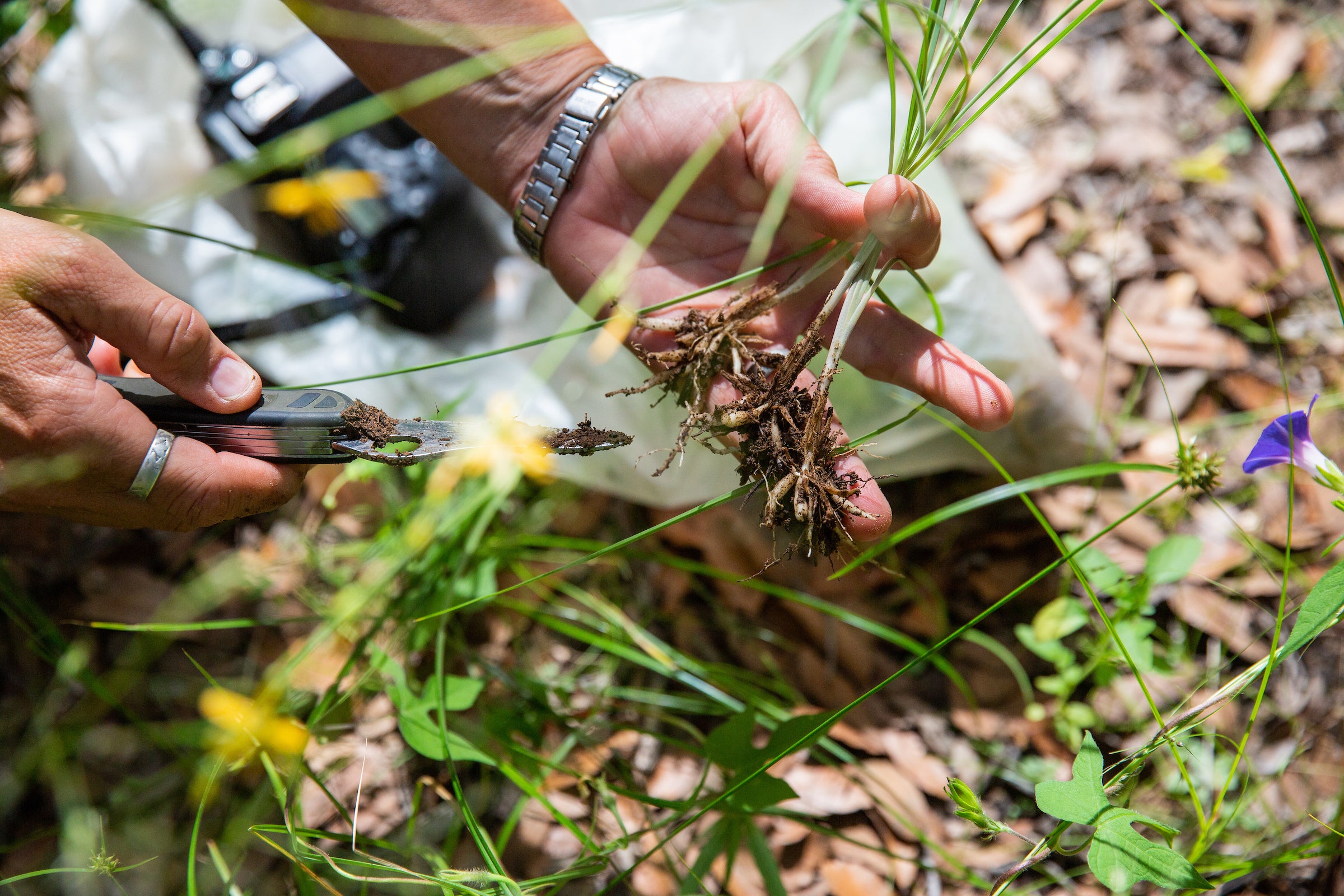 person examining roots of plant