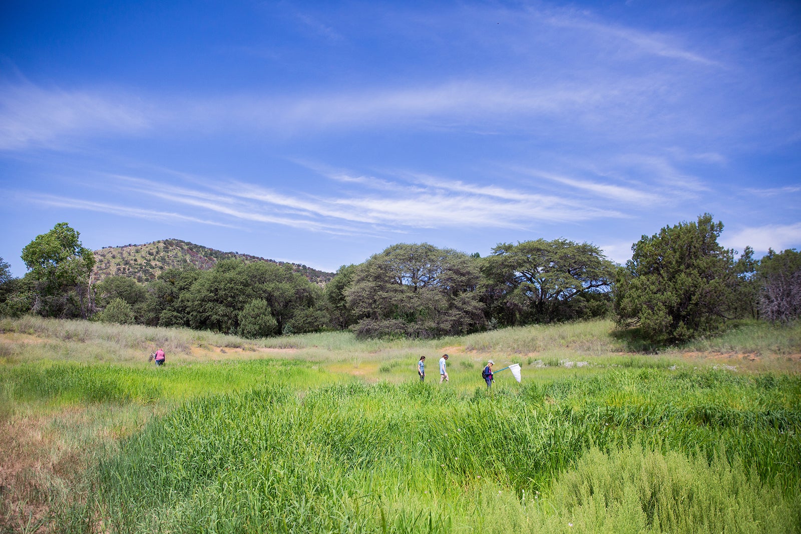 green fields