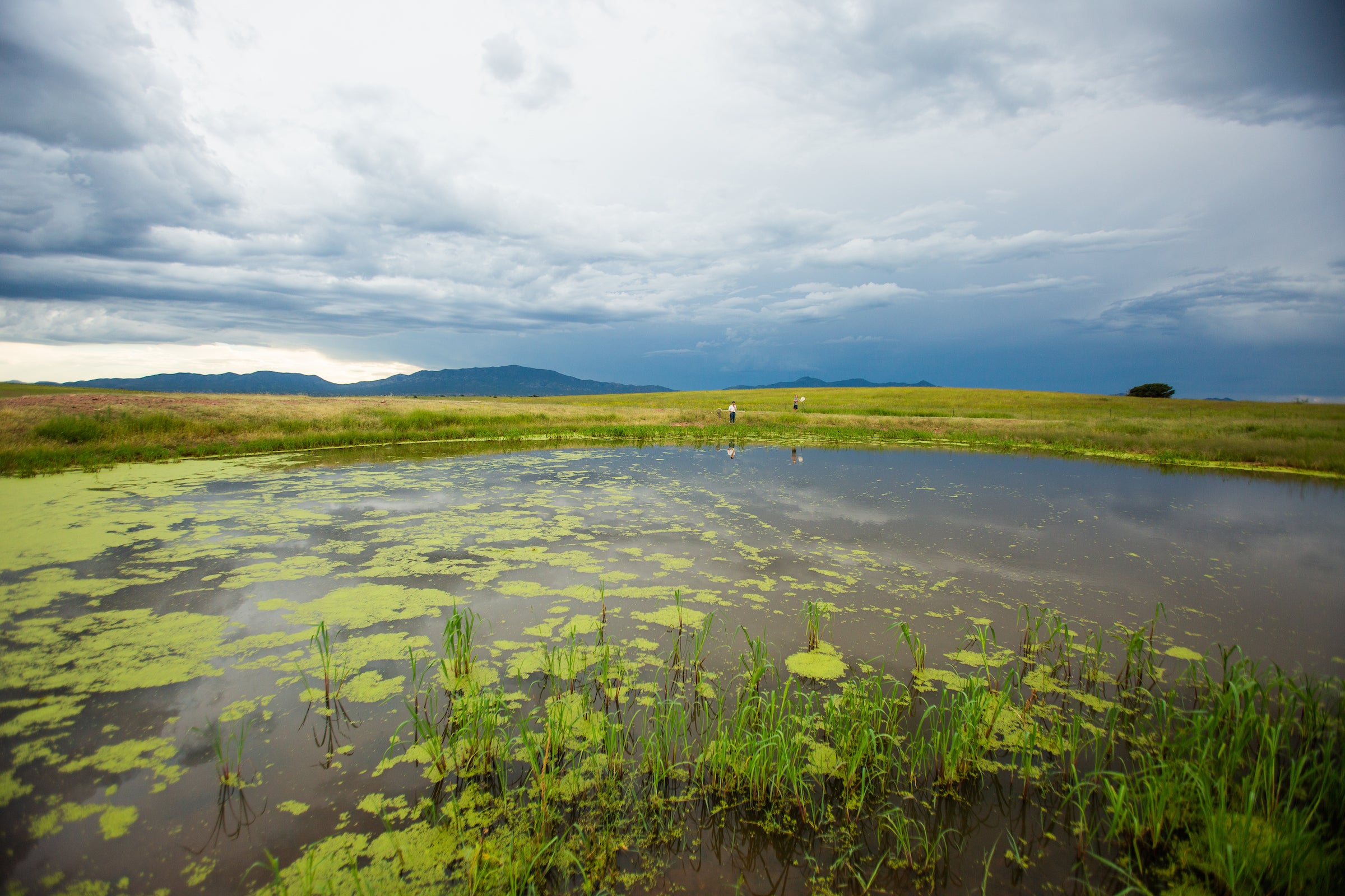 A view of the grasslands