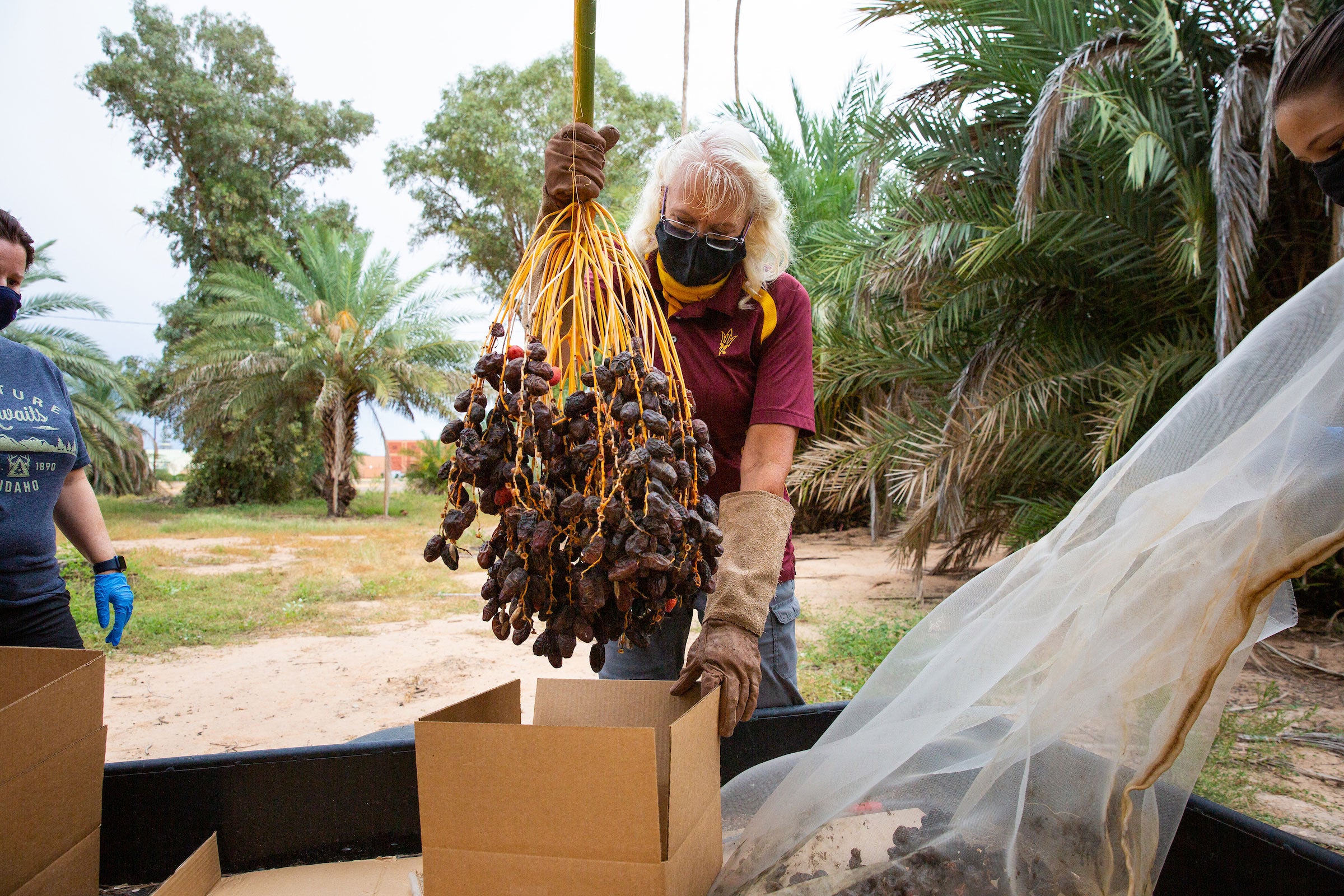 Woman loading date branch into box