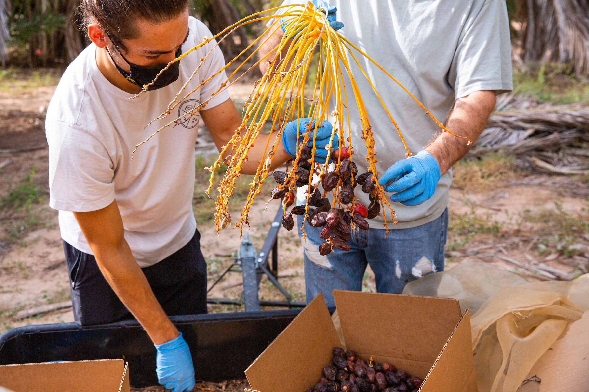 man putting dates into box