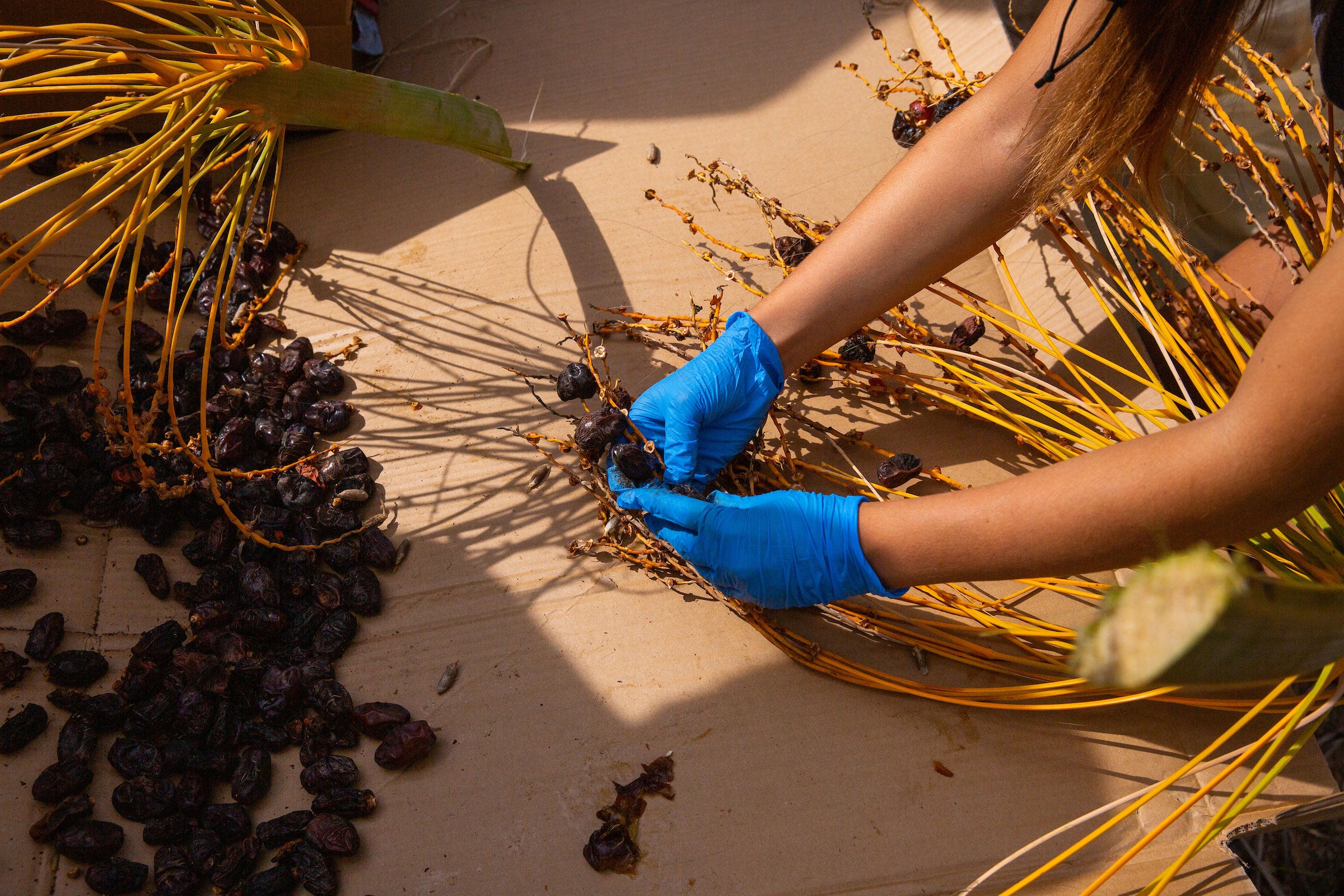 woman picking dates off branch