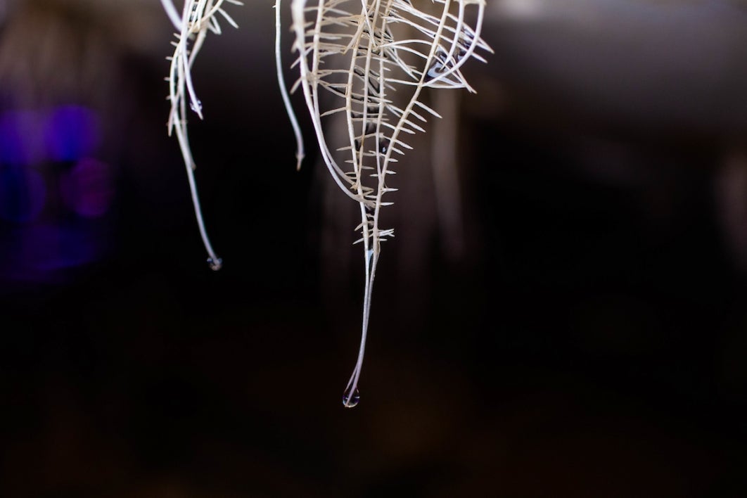 ASU vertical farm plant roots