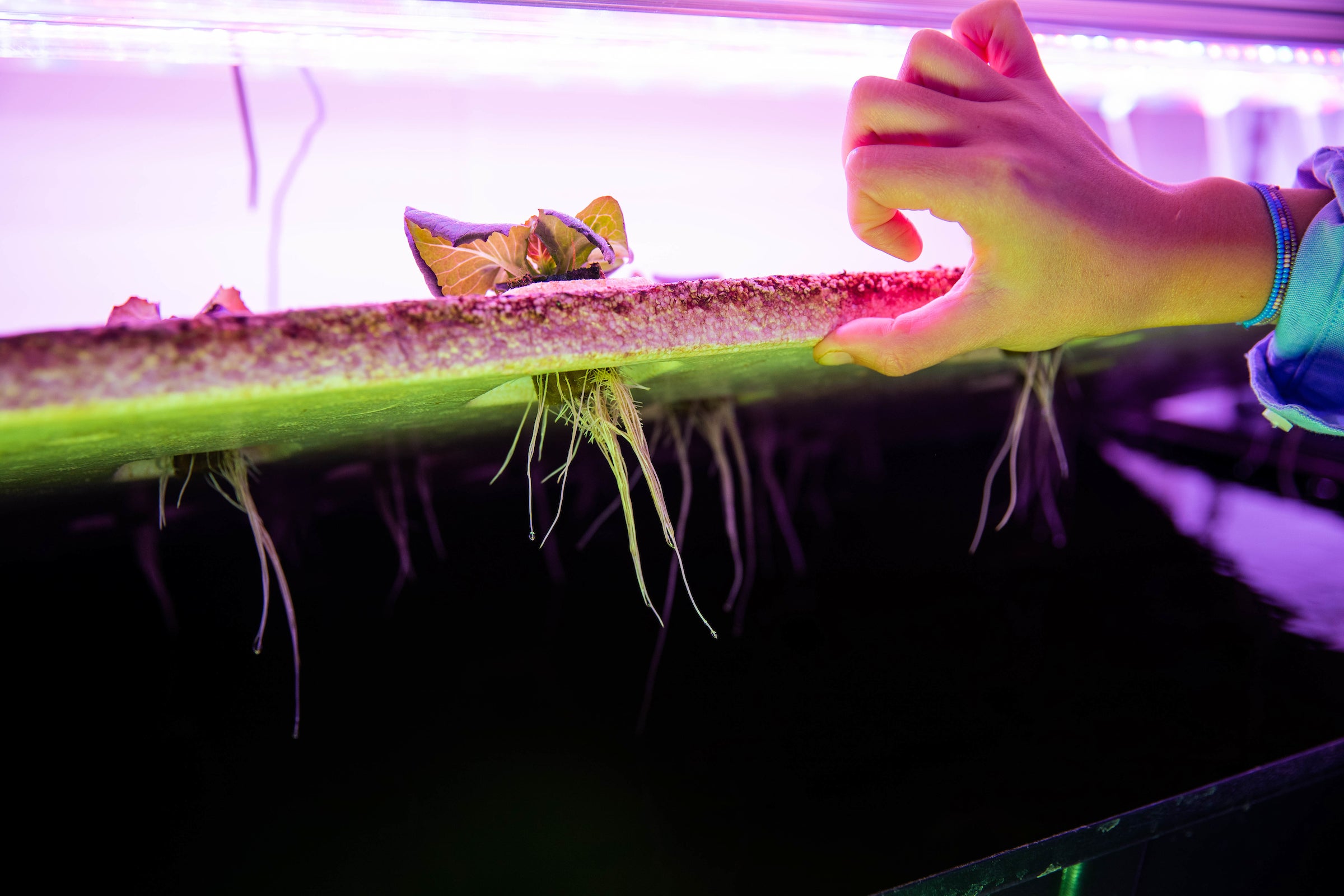 view of lettuce roots in vertical farm