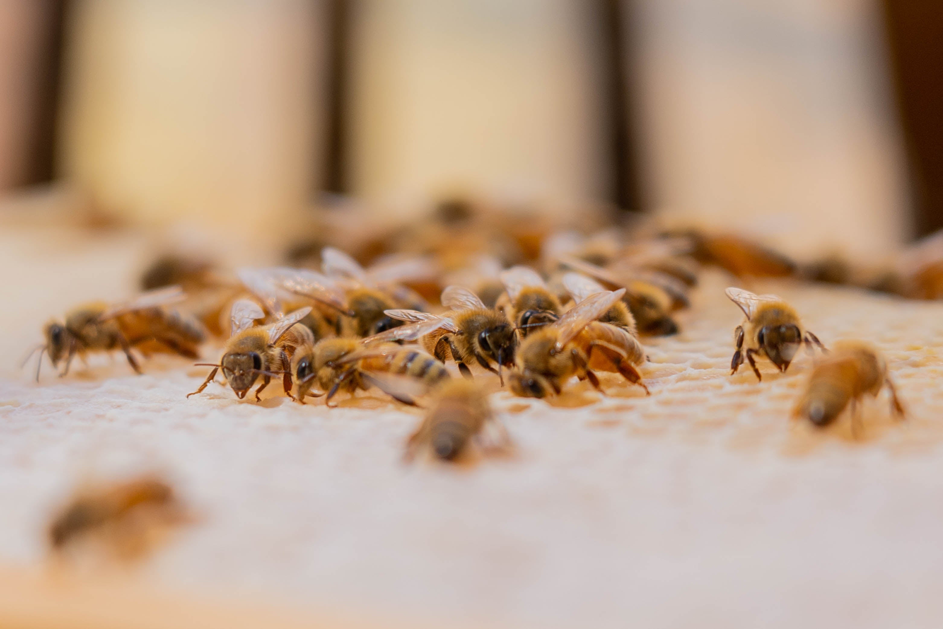 Bees on beehive