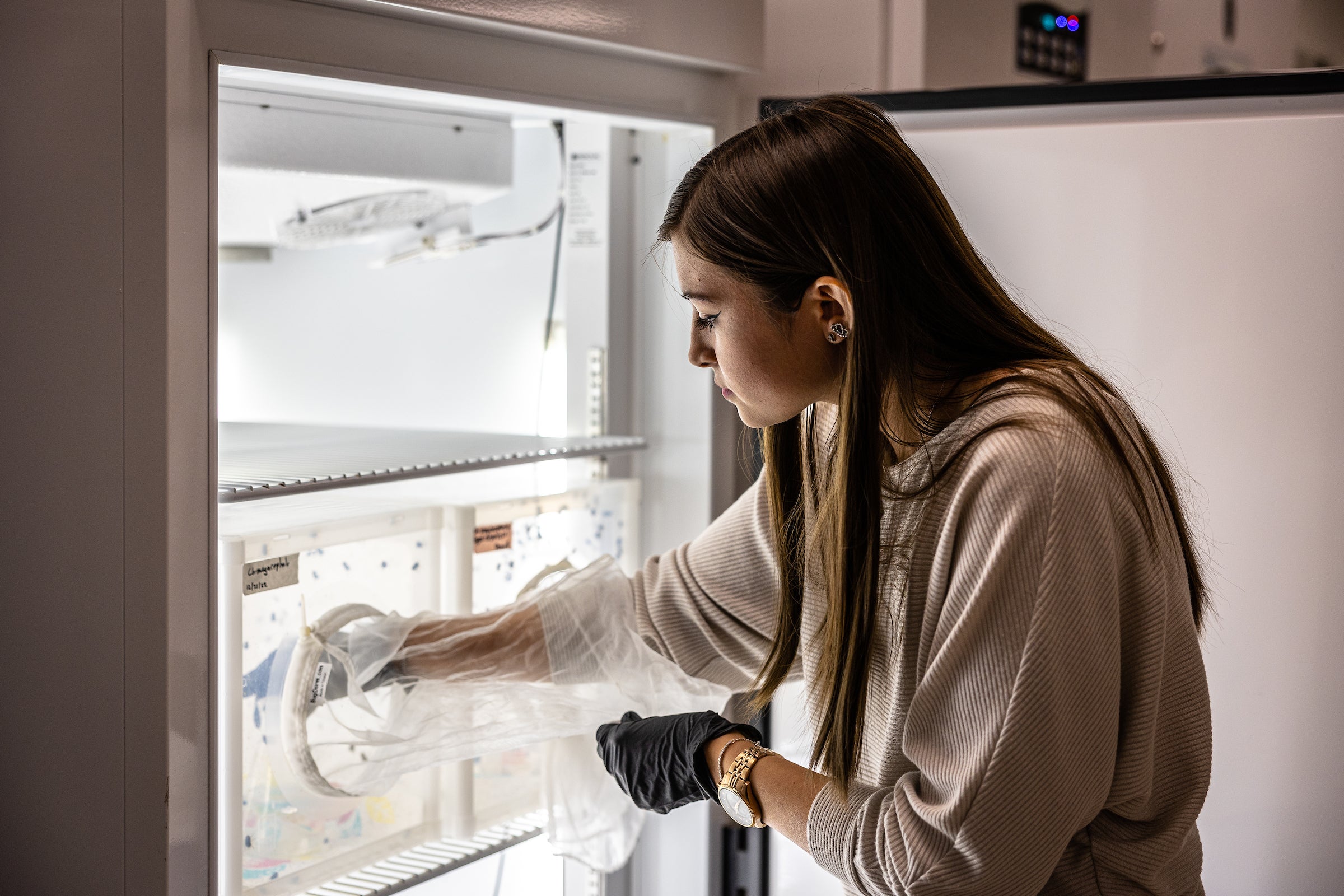 Student reaching into temperature-controlled box of blowflies