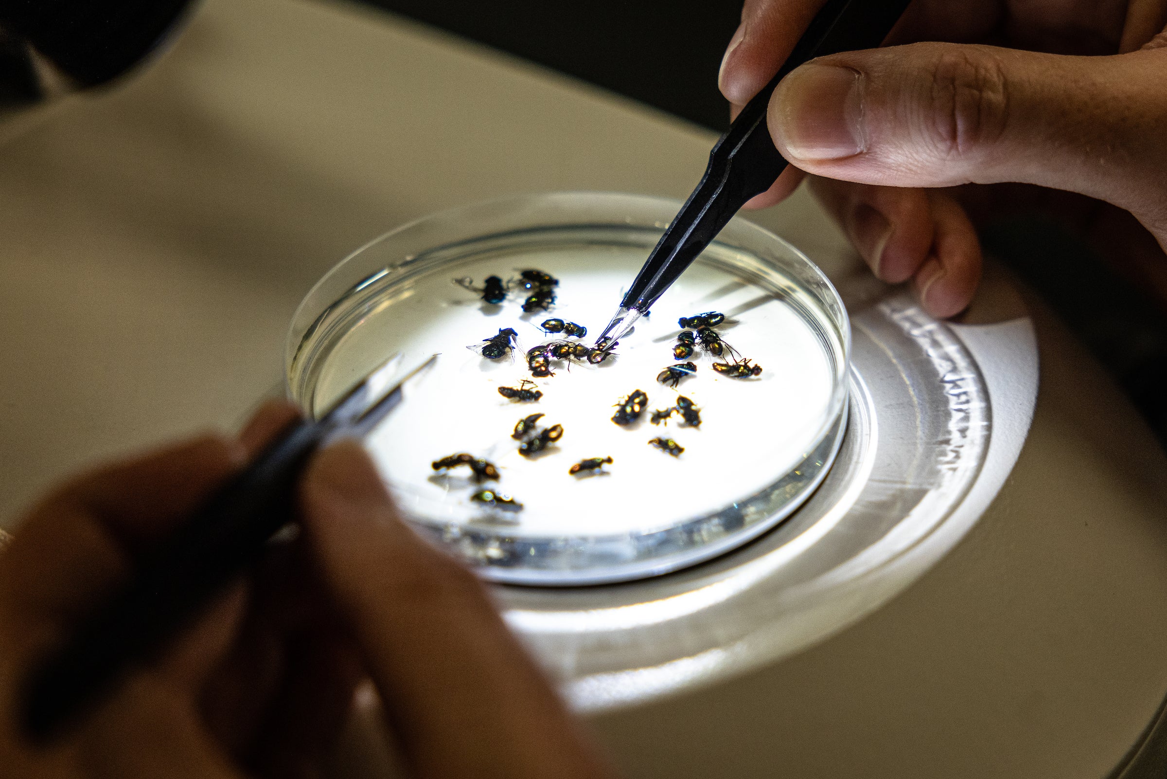 Man using tweezers to look at blowflies