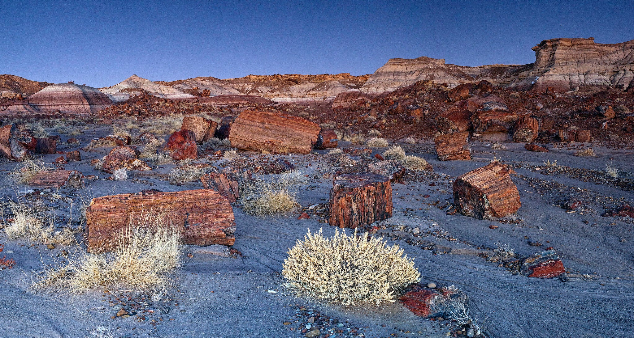 Petrified Forest