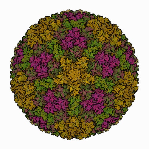 A 3D structure of the viral capsid