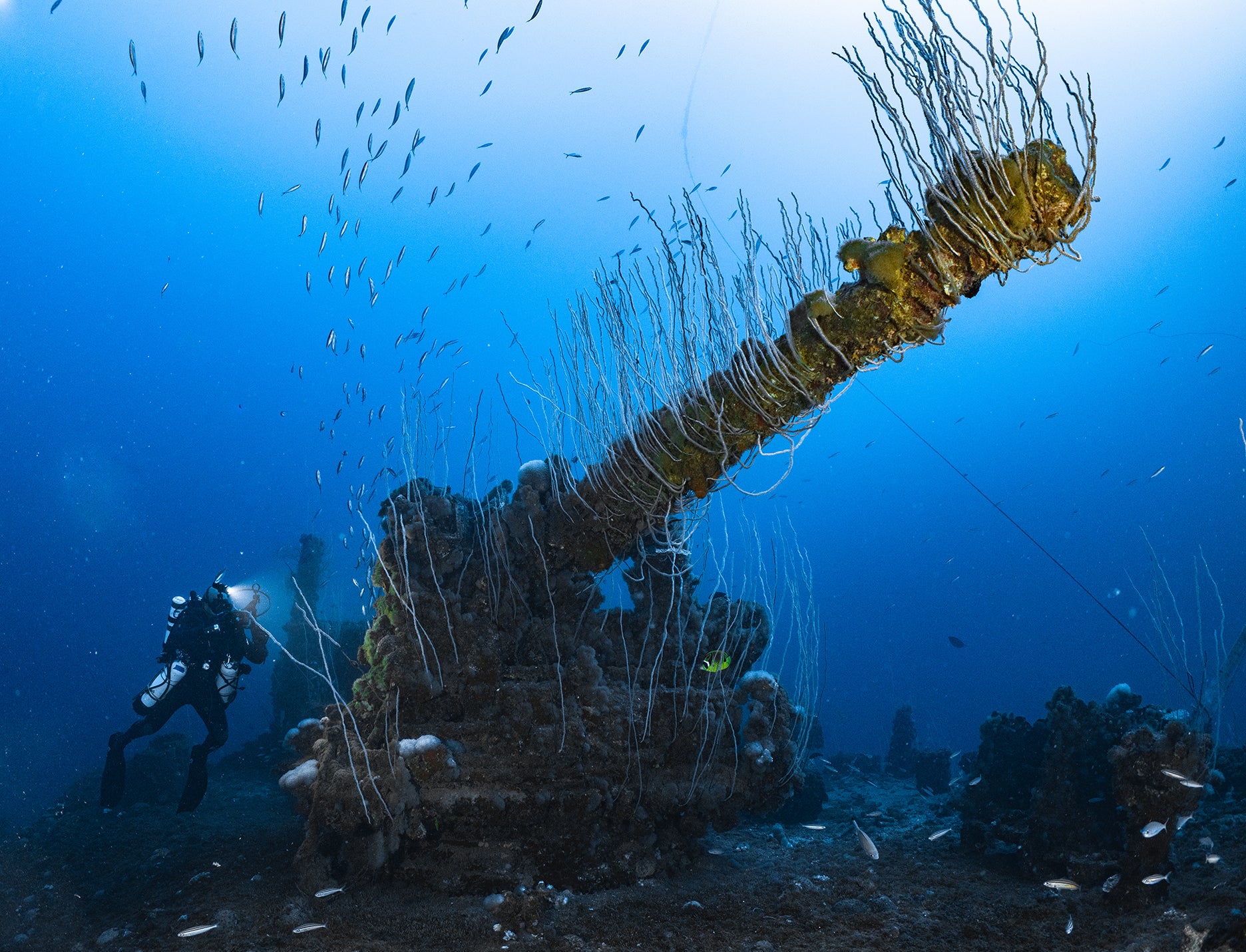 Corals grow on a large gun aboard the USS Arkansas (battleship), Bikini Atoll