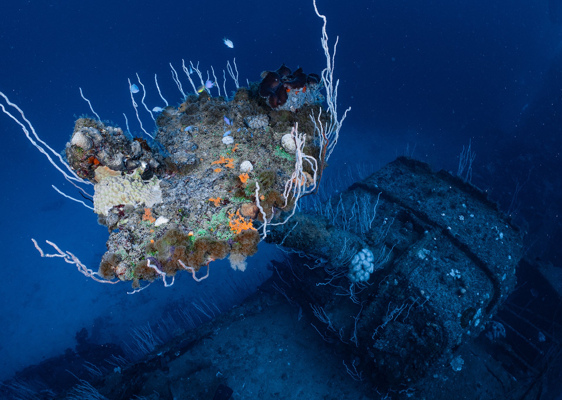 A coral community attached to the barrel of a large anti-aircraft gun on the USS Saratoga (aircraft carrier), Bikini Atoll