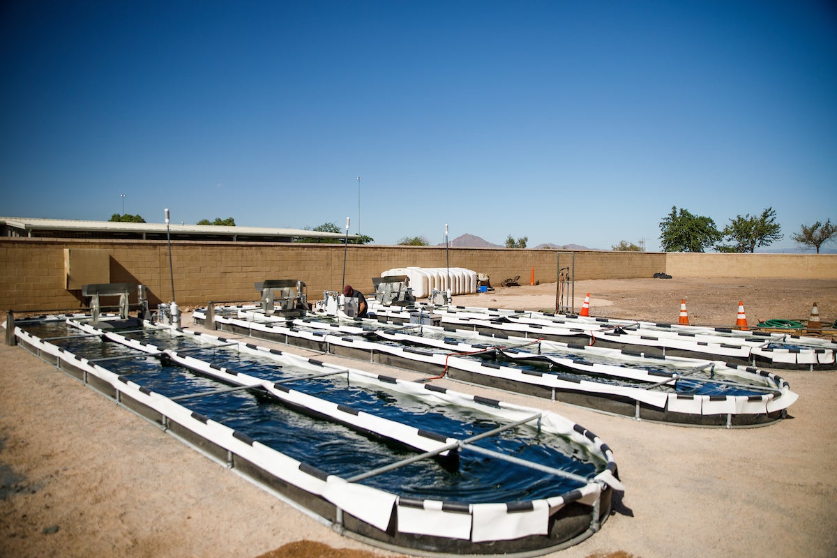 Three algae ponds at a wastewater treatment facility