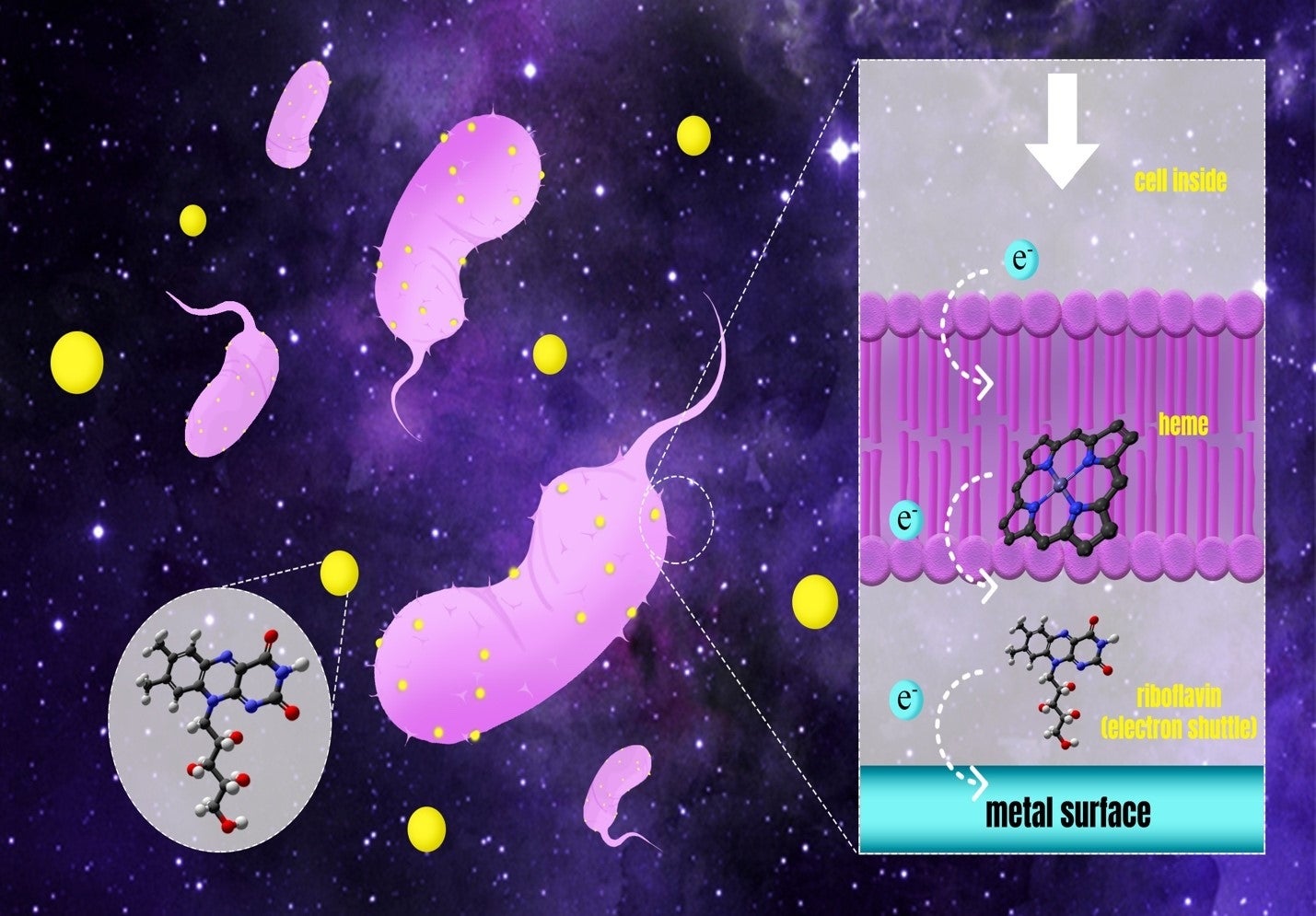 scientific diagram of extra-cellular electron transfer