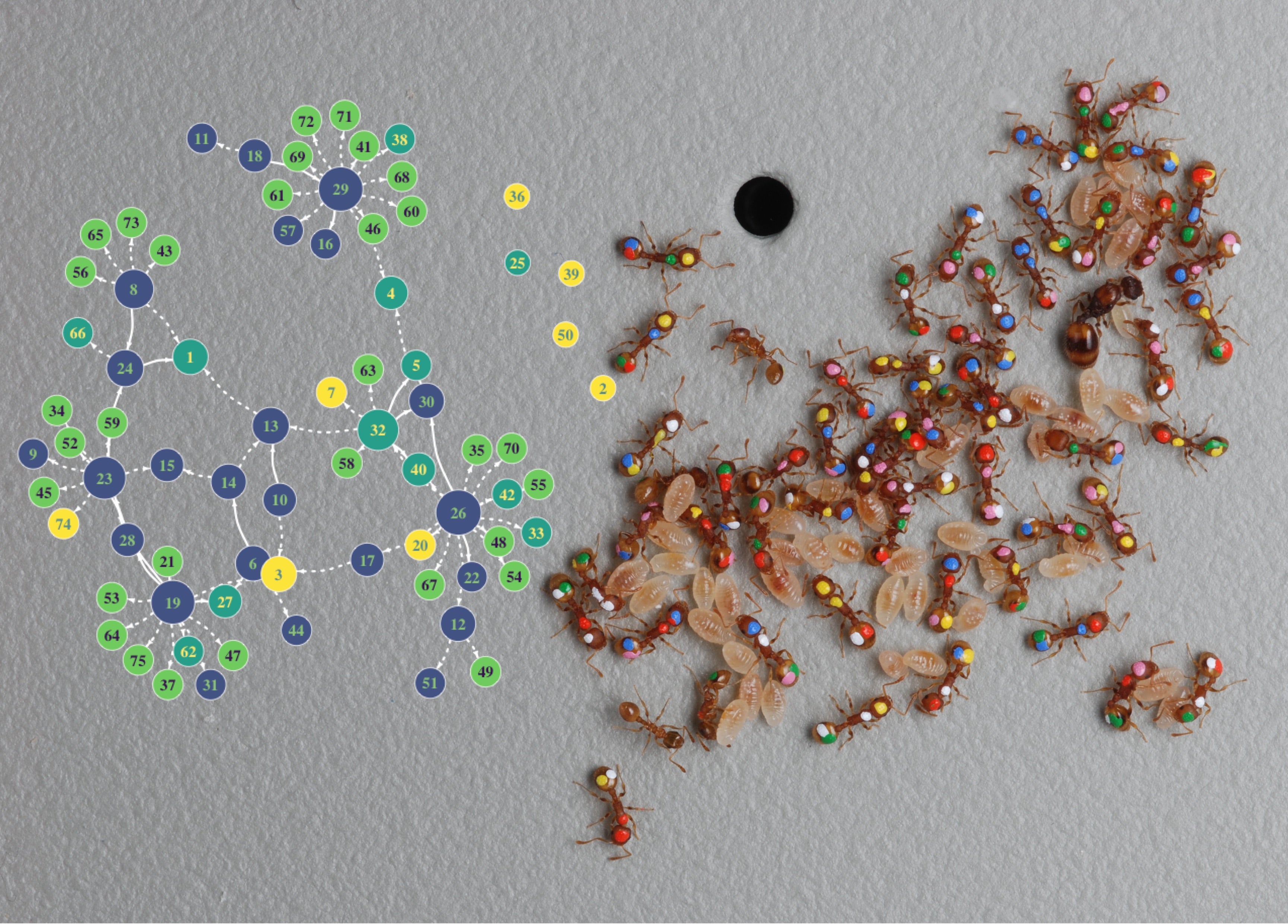 painted ant colony on right side with diagram of movements on left