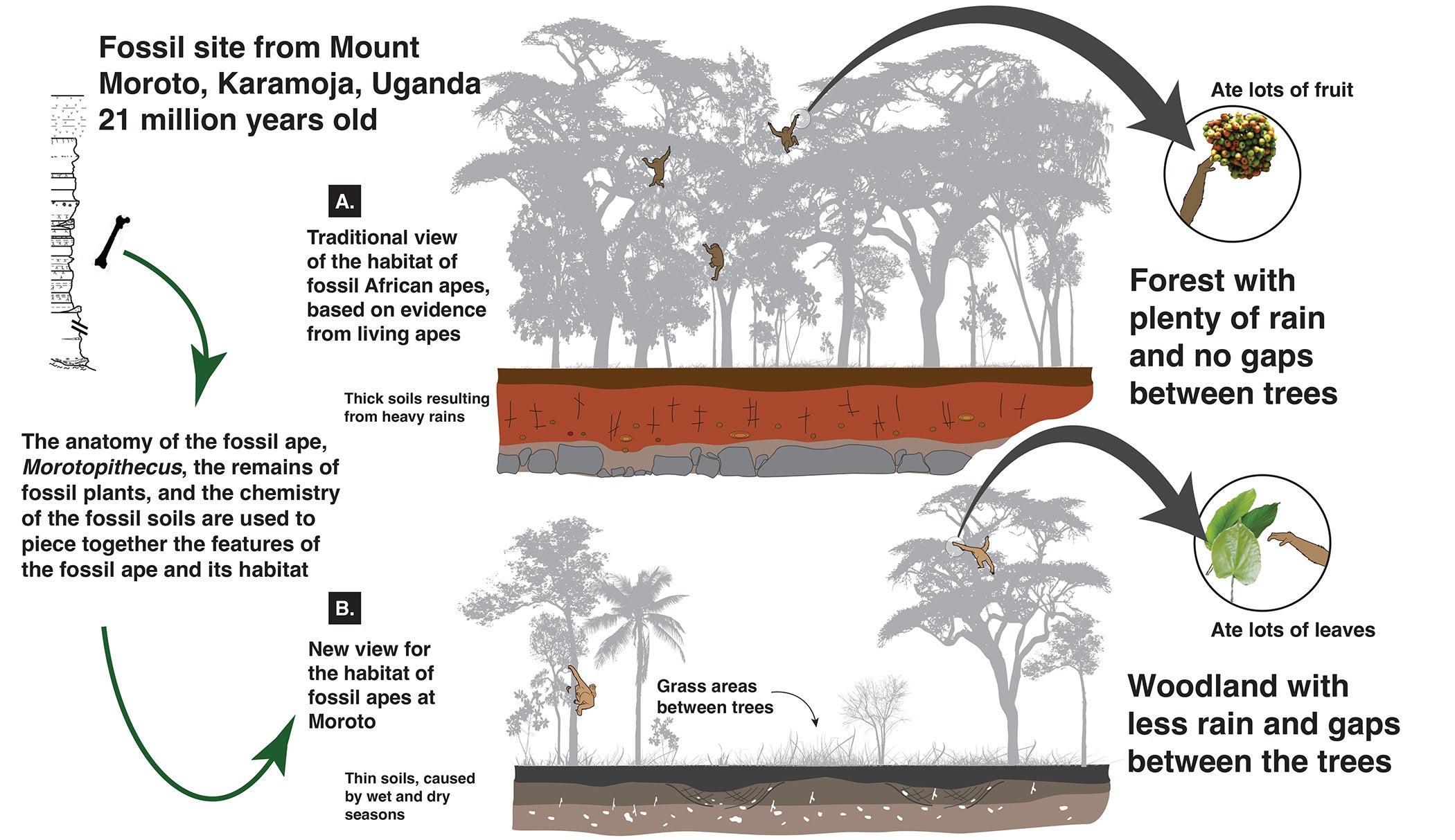 Ape habitats