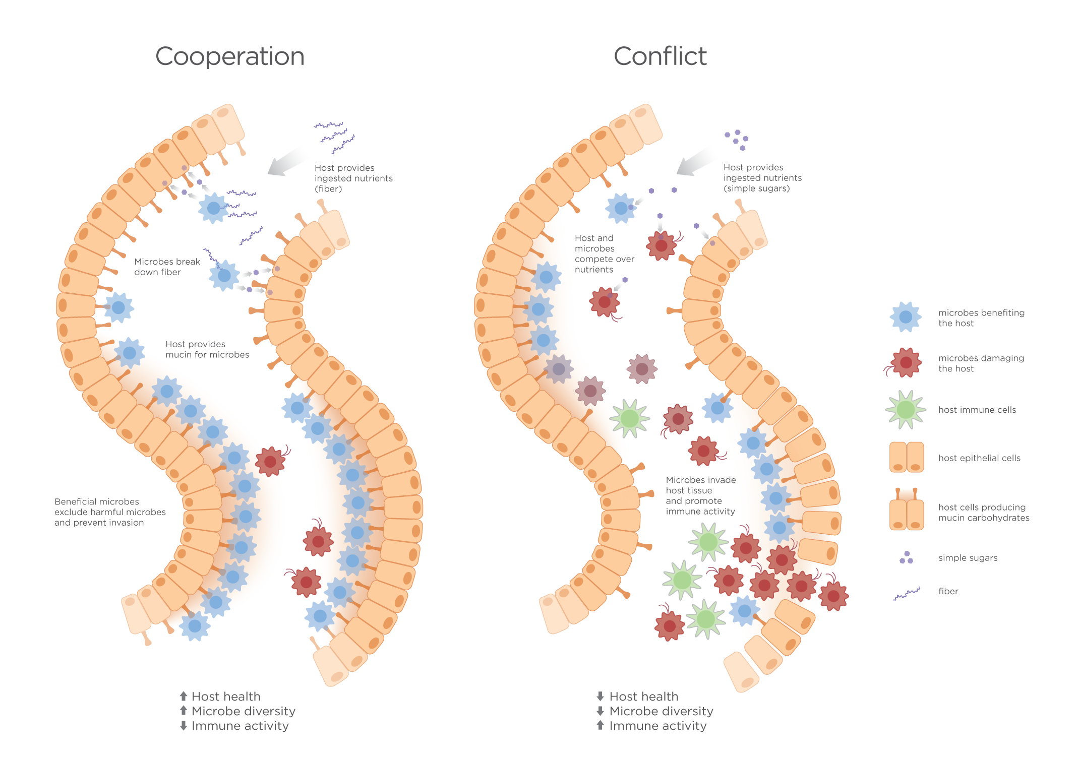 Gut microbes.