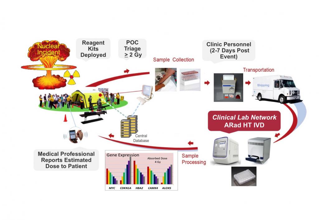 In the event of a nuclear incident, many people will have to be screened quickly for radiation exposure