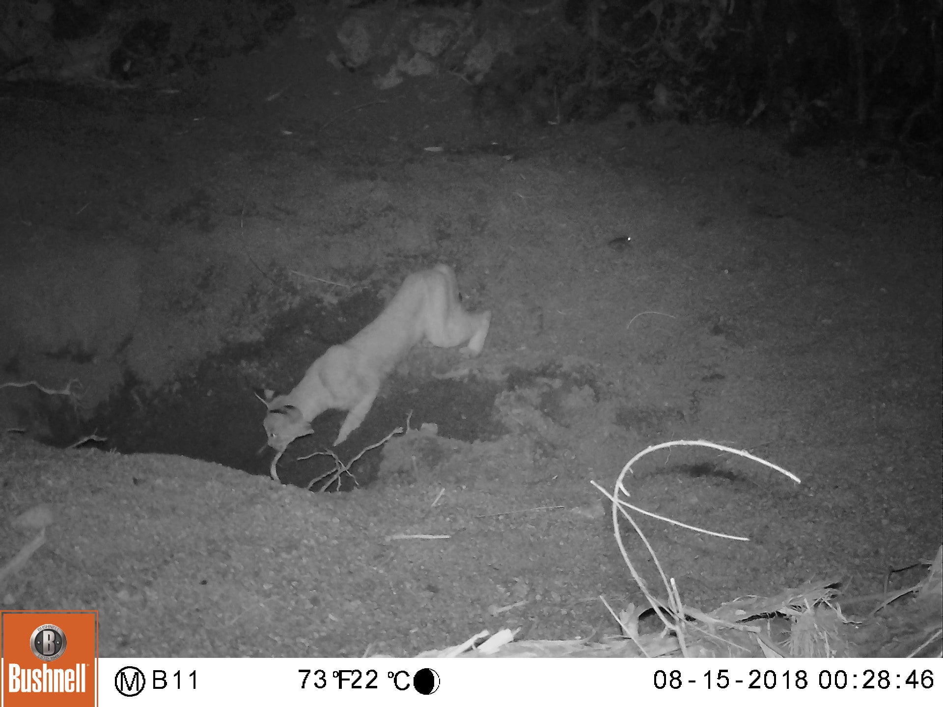 Bobcat drinking from equine well