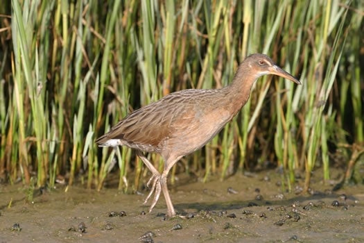 photo of California clapper rail