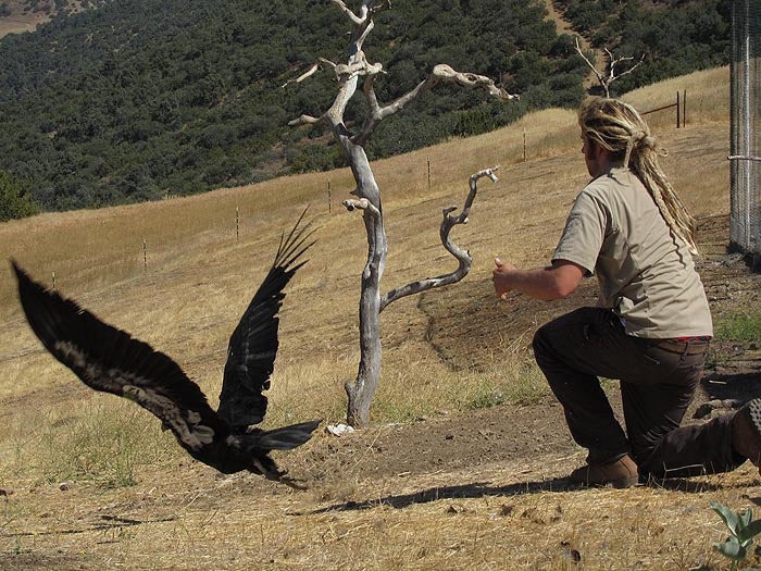 california condor