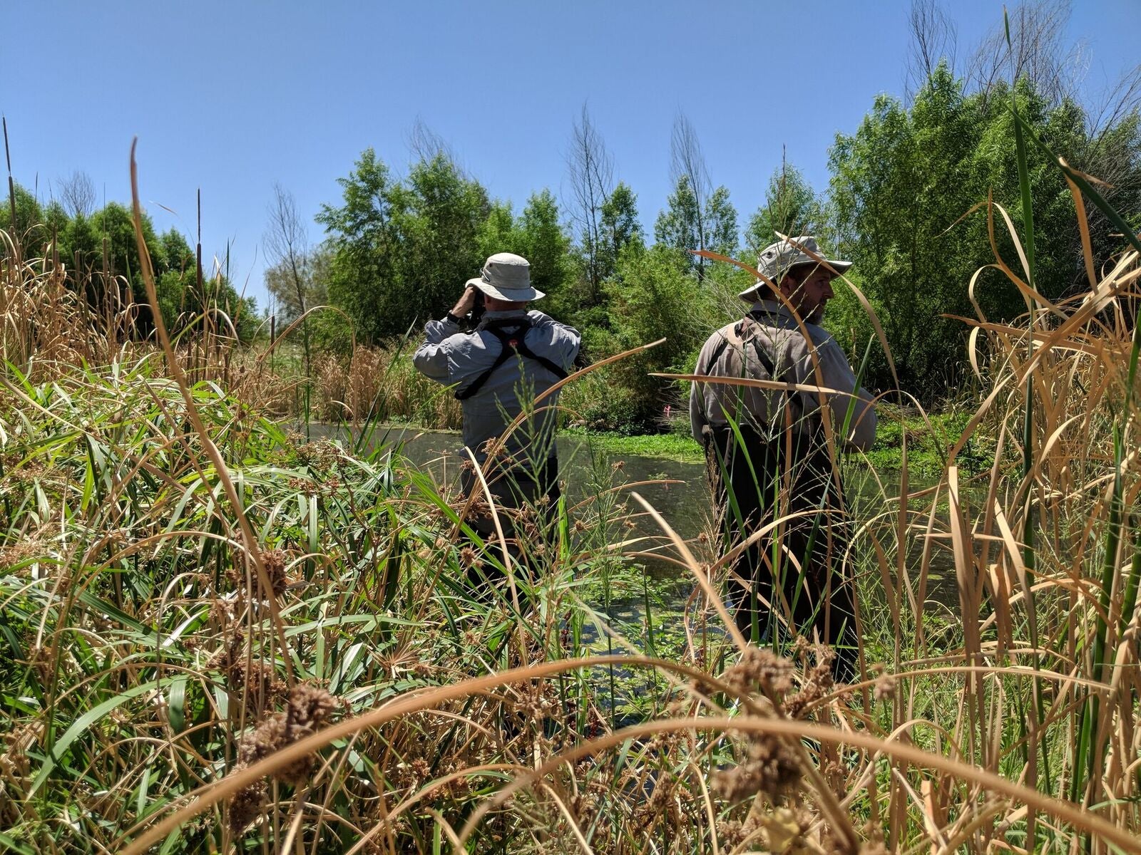 CAP LTER researchers study Arizona wetlands