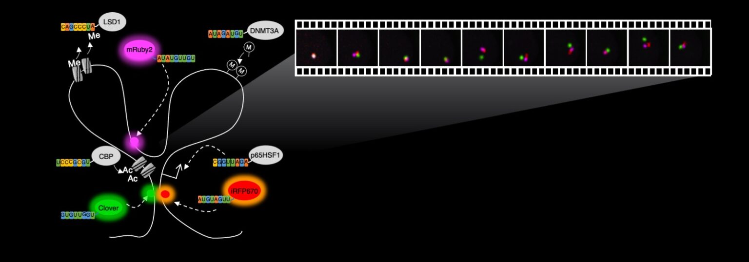 Graphic illustrated formula used in CRISPR research