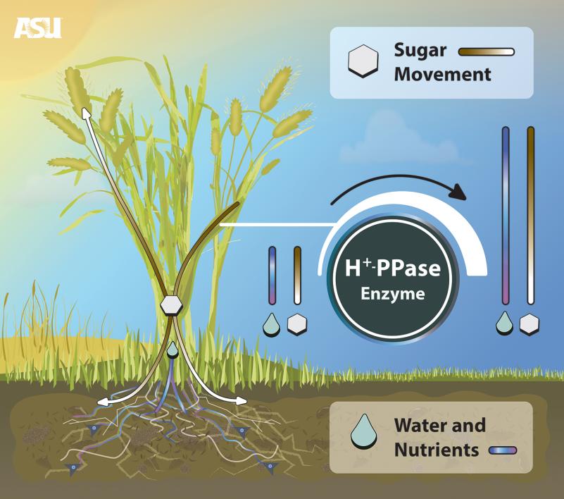 Crop yield is improved with new biotechnology