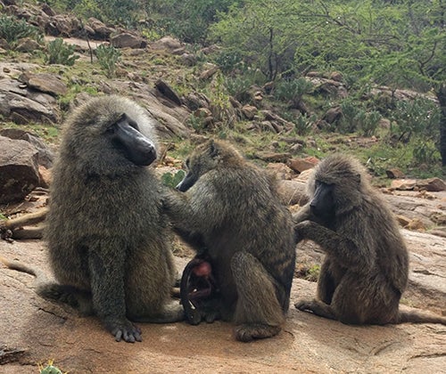 baboons grooming