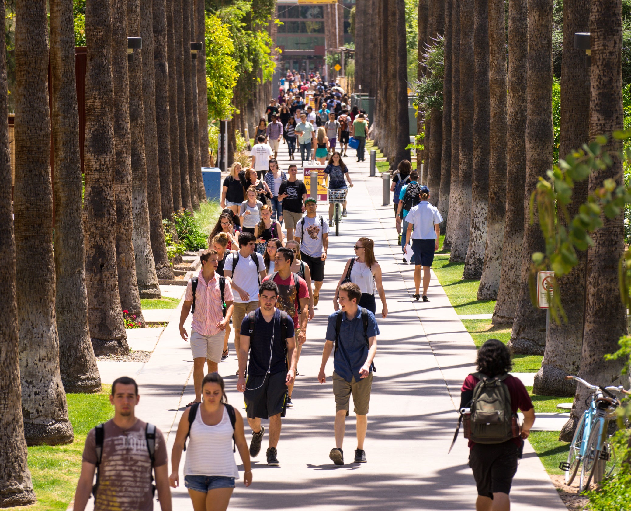 Students walk down a palm-lined sidewalk.