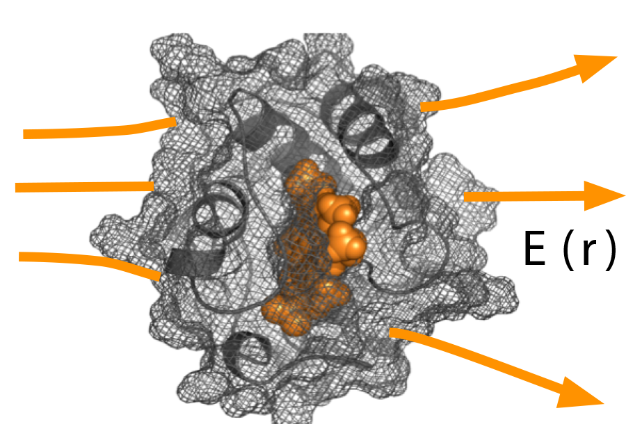 the mobility of proteins in the field gradient 