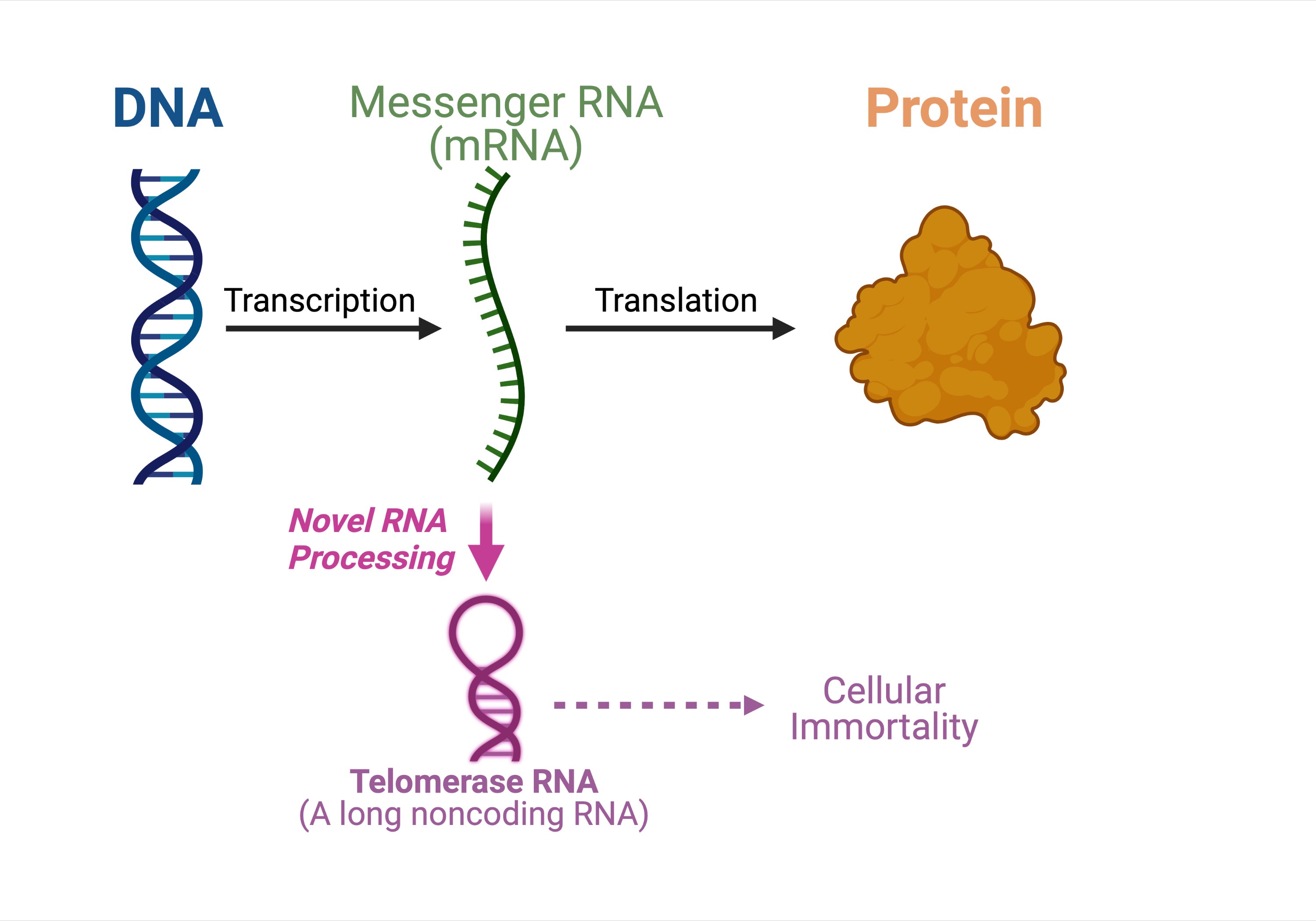 central dogma